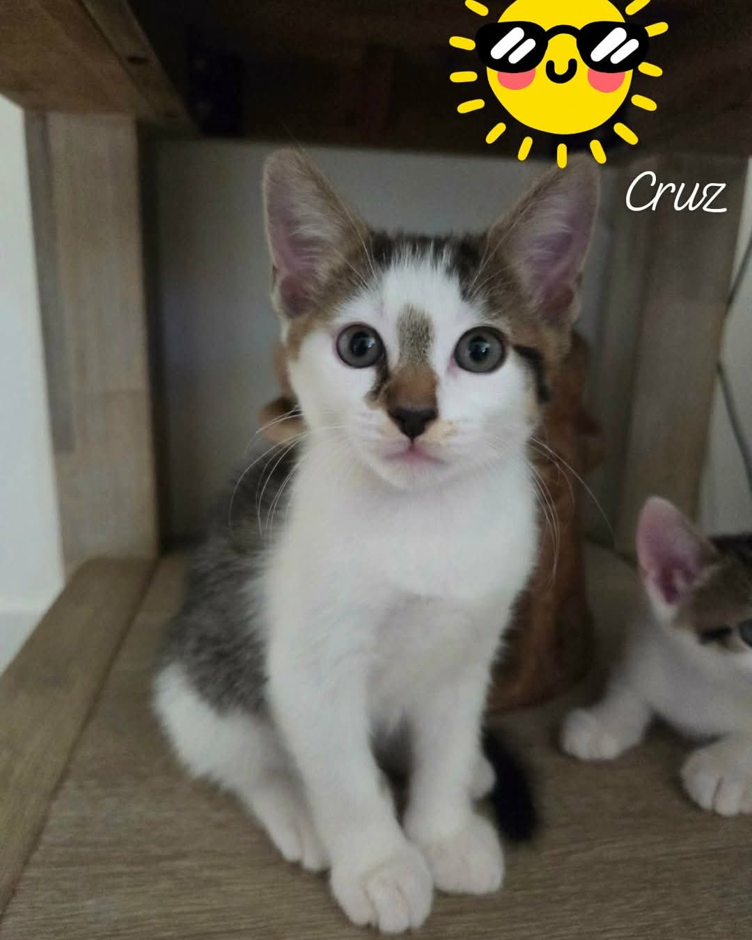 Cruz and his siblings are almost ready! We will take applications however they can't go to their new homes until another week or two xxx watch for their full profiles !!!