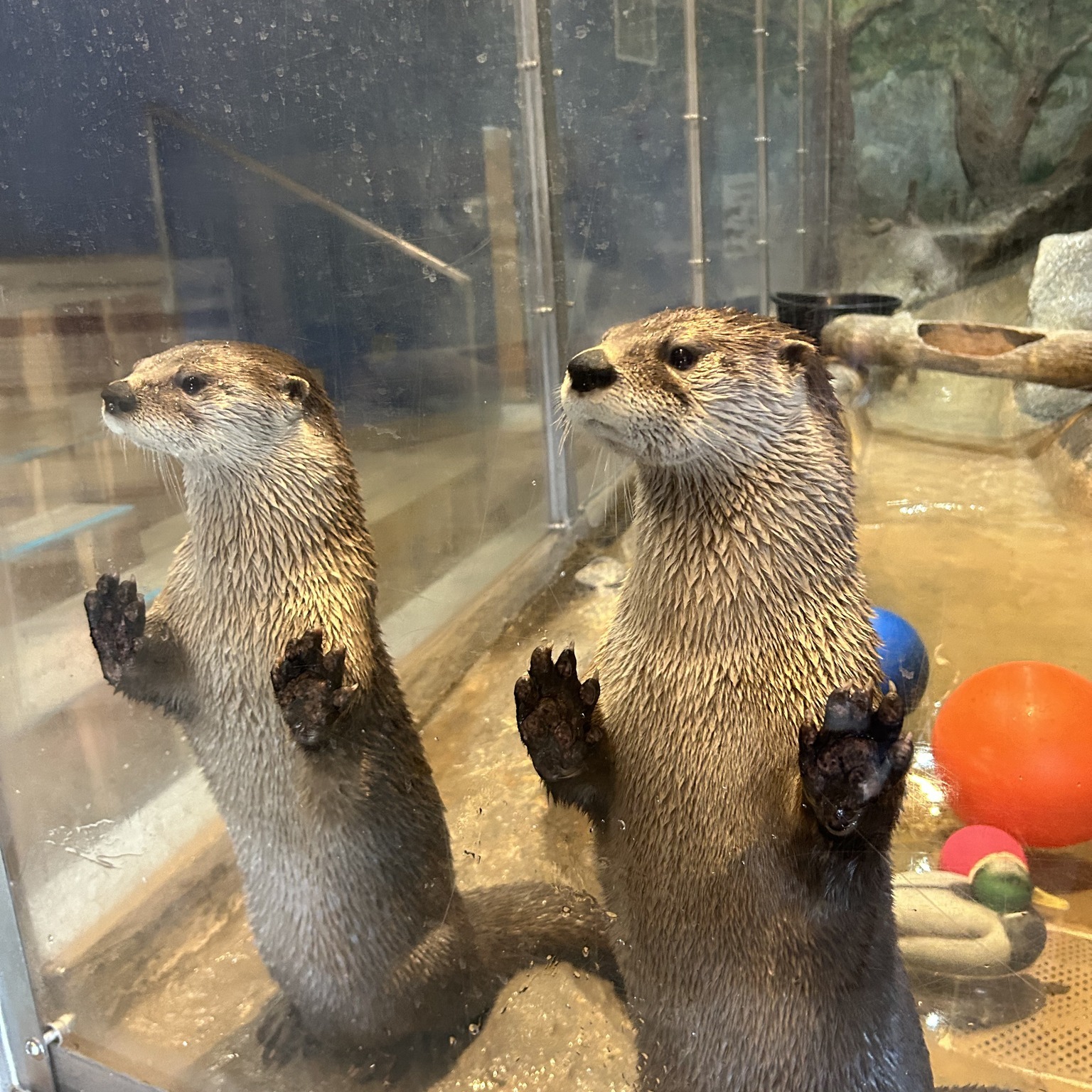 Mac and Tuck, our resident river otters, depend on us every single day for specialized care, food, enrichment, and a safe habitat. Those needs can’t be paused—but rising costs and seasonal attendance dips are putting real strain on our small community museum.
The Delmarva Discovery Museum is a vital place for the Eastern Shore to learn, explore, and connect with our waterways and wildlife. With your help now, we can keep our doors open, our staff working, and our otters healthy and thriving.
Every donation supports daily otter care and keeps discovery alive in our community. Please donate or share today—our otters can’t wait. 💙🦦 Help us today by following the link here: https://www.gofundme.com/f/keep-our-otters-local?utm_campaign=man_today_nba&utm_content=amp17_te&utm_medium=customer&utm_source=native_options&lang=en_US&attribution_id=sl%3A3adf1553-10ac-4ac8-97da-cf726f2ece1c&ts=1769095829