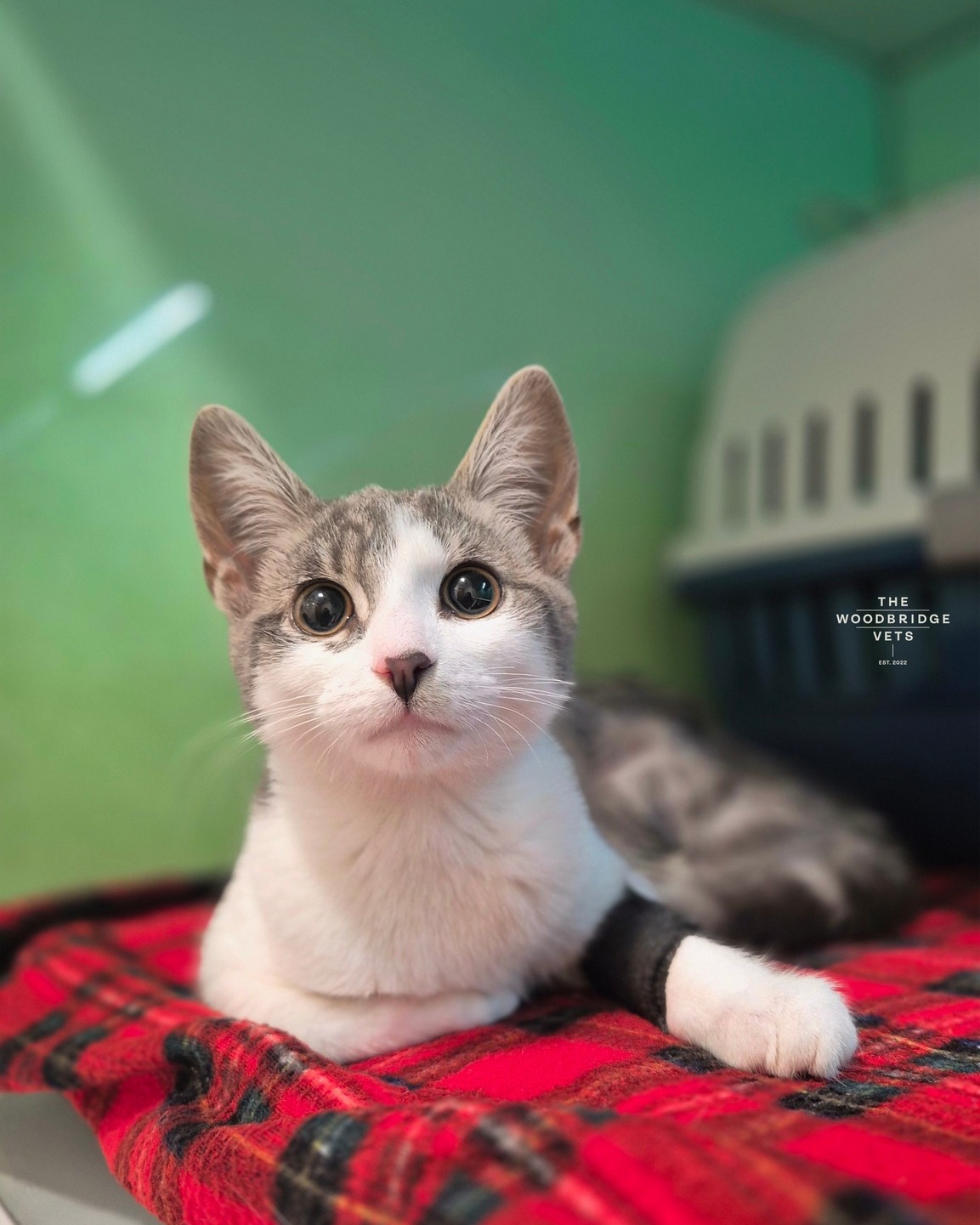 Meet Mouse. The gorgeous 5-month-old kitten who came to The Woodbridge Vets for her spaying procedure and was an absolute superstar. From gentle preparation to a smooth procedure and lots of post-op cuddles, she was cared for every step of the way.
After a cosy day recovering with our veterinary nursing team, Mouse headed home with pain relief, aftercare advice, and a very stylish medical shirt to protect her wound. Spaying helps protect kittens like Mouse as they grow into happy, healthy adult cats. Well done, Mouse - what a superstar patient! ❤
#thewoodbridgevets #independentpractice #veterinarypractice #cats #feline #catfriendlypractice #suffolkveterinarypractice #suffolk #veterinaryteam #veterinarynurse #spayprocedure #healthycats #catshealth #veterinarytreatment #veterinarymedicine