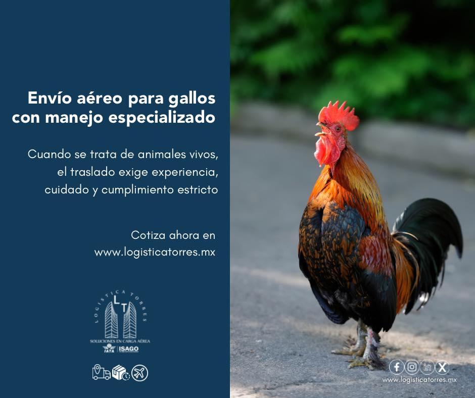 🐓✈️ Envío aéreo de gallos con manejo especializado
Cuando se trata de animales vivos, el traslado exige experiencia, cuidado y cumplimiento estricto.
En Logística Torres realizamos el envío aéreo de gallos con procesos adecuados, bienestar animal y coordinación puntual.
✈️ Transporte aéreo nacional
🐓 Manejo especializado de animales vivos
📋 Cumplimiento de requisitos y normativas
Porque no es solo un traslado.
Es responsabilidad, control y trato profesional desde origen hasta destino.
📲 Contáctanos y planifica el envío de tus gallos con expertos.
🐓 Viajan seguros. Llegan bien.
.
.
.
.
#EnvíoDeGallos #AnimalesVivos #CargaViva #TransporteAéreo #LogísticaAérea #ManejoEspecializado #BienestarAnimal #LogísticaProfesional #SomosLogisticaTorres #CoberturaNacional #enviosnacionales #cargaaerea #logisticaytransporte #solucioneslogisticas #paqueteria #volariscargo