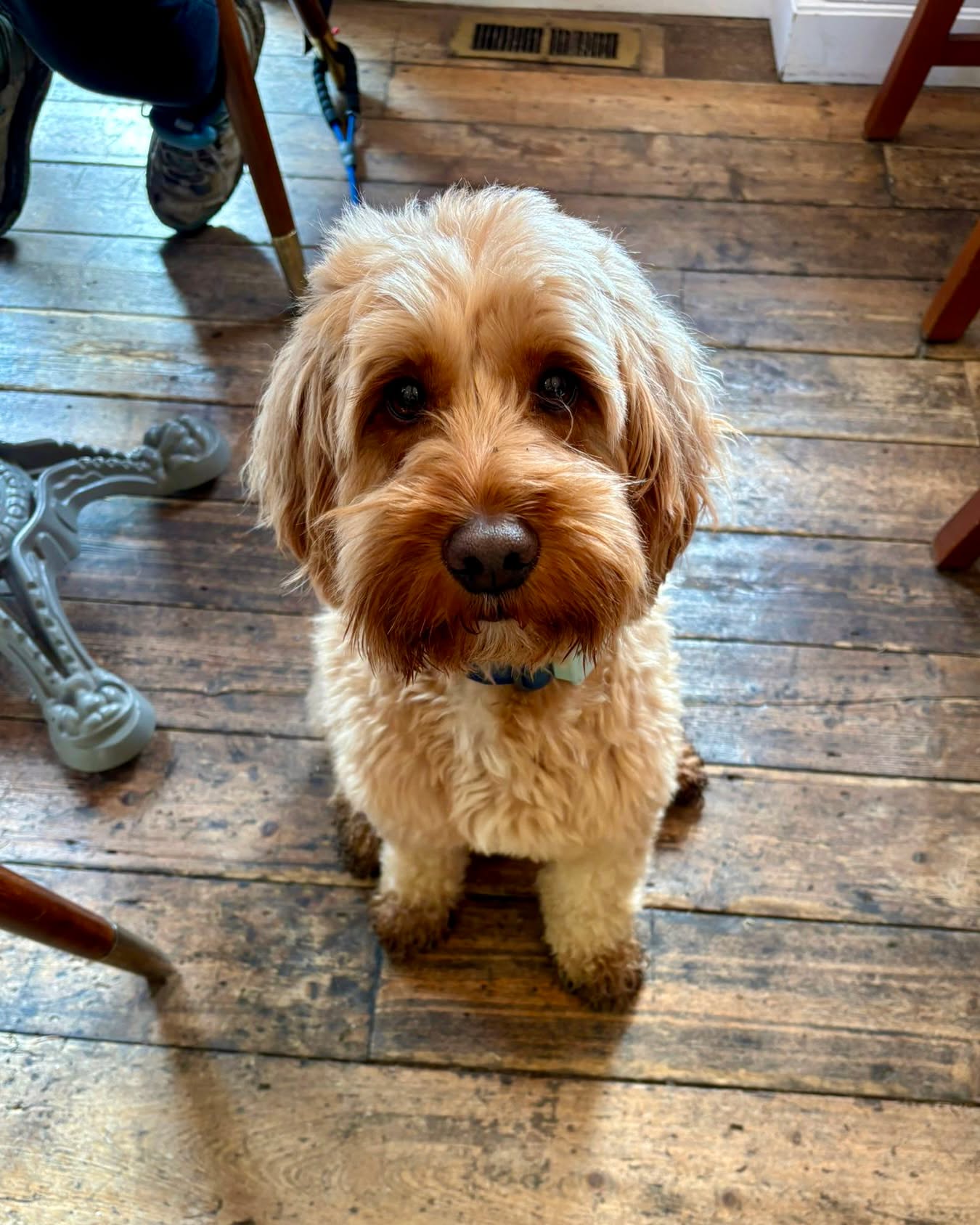 Returning from a dog walk? Heading out to explore Constable Country? Four-legged friends are welcome to rest their paws with us, and we've teamed up with Denzel's to create a Dog Menu available all week.
To take a look at our menus (for humans too), tap the link in our bio
#dogfriendlypubsuffolk #suffolkpub #dogswelcome #theredlioneastbergholt #countrypubs