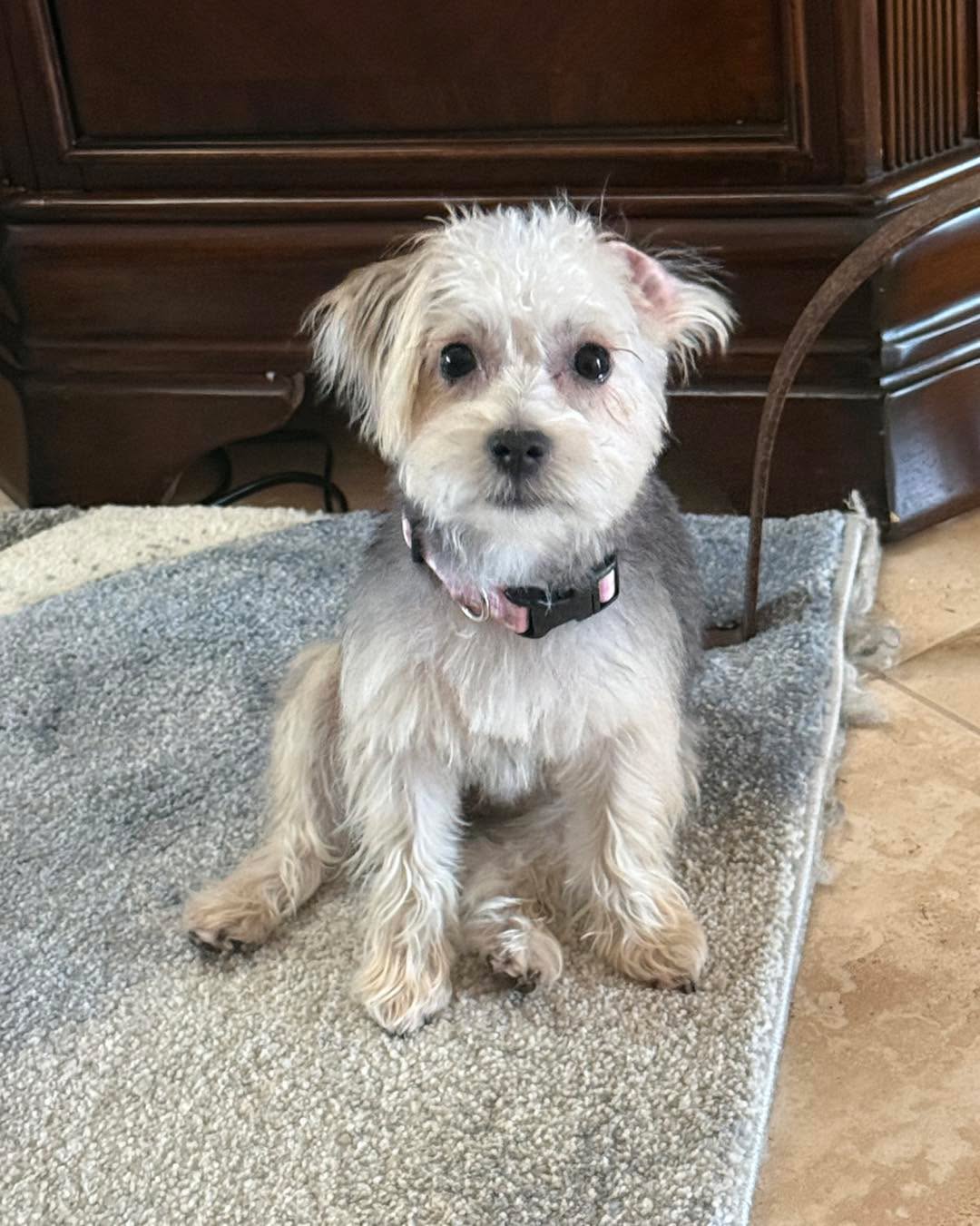 Typically, it’s not what somebody DID to a puppy to make them display aggression, fear, or anxiety as an adult.
But rather what somebody DID NOT do as far as socialization, exposure, and creating positive experiences to novel situations early on during critical periods.
A puppy may have been raised very well, never missing a meal and never having a hand raised at them, but if they were not socialized to the outside world they could still reach maturity with some behavioral issues.
There’s a common rhetoric of “S/he was abused.” And while sadly, yes, that can be the case, it’s usually not. When abuse in dogs was present, it usually manifests as specific reactions to specific triggers. Such as, a hand raised in the air eliciting a negative response to the dog. However, if the dog has a negative response to any new person in any picture… abuse is not the most likely cause. It most likely was a lack of proper socialization and/or genetics.
#RotNDog #RotNDogTraining #dogtrainer #dogtraining #dogbehavior #soflo #palmbeach #broward #puppies #puppytraining #gooddog #goodpuppy #obedience #aggression #fear #anxiety #behavior #training #muzzle #adopt #rescue #shelterdogs #dogswhobite