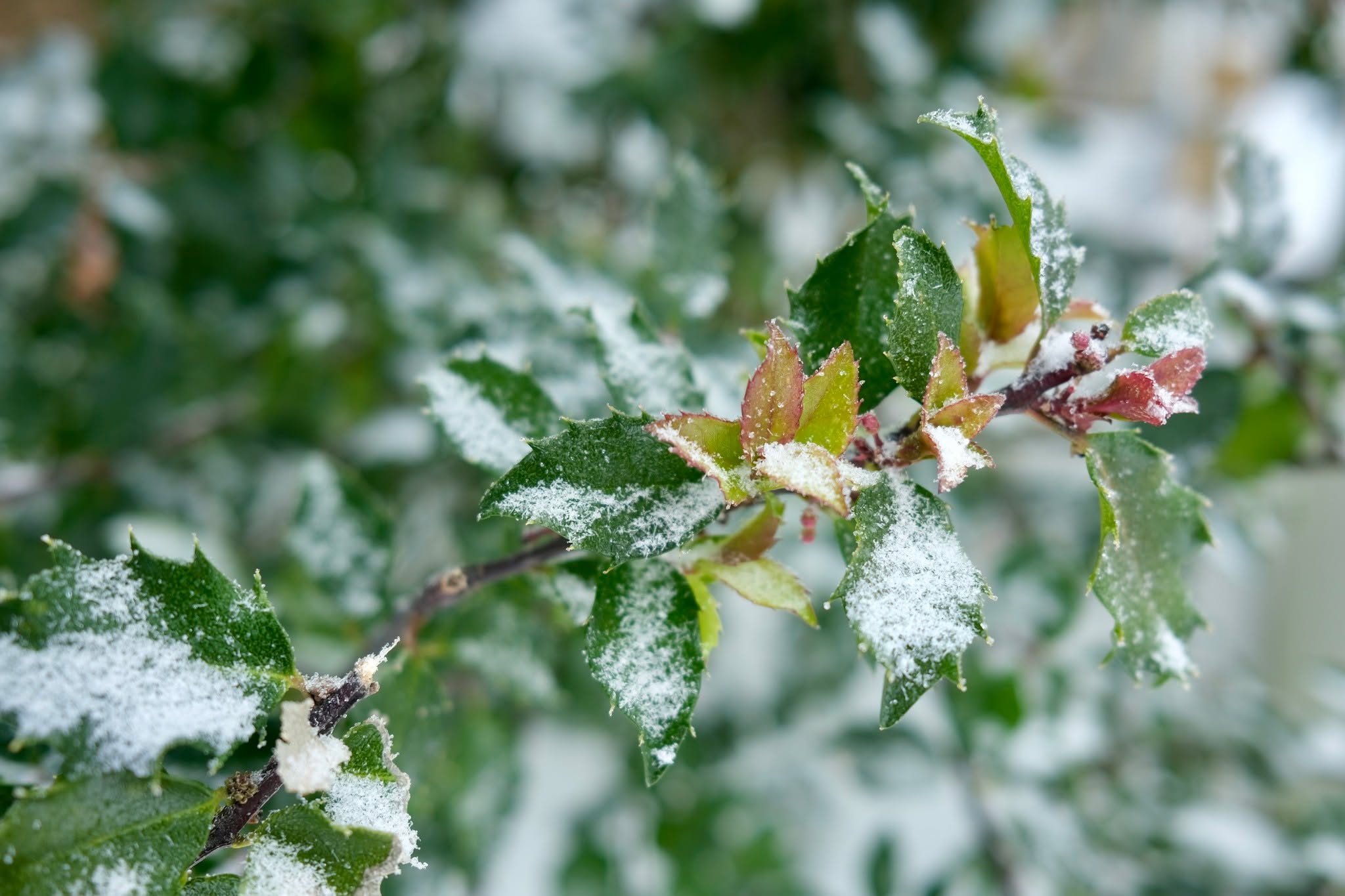 New Jersey is frigid and under a thick blanket of snow, but nature quietly thrives underneath. From the mountain spring that's still running and full of greenery, to the holly that's setting spring growth. The hawk wheeling overhead while you shovel your driveway, and the rhododendron leaves curled tightly against the cold. What signs of life do you have in your neighborhood?