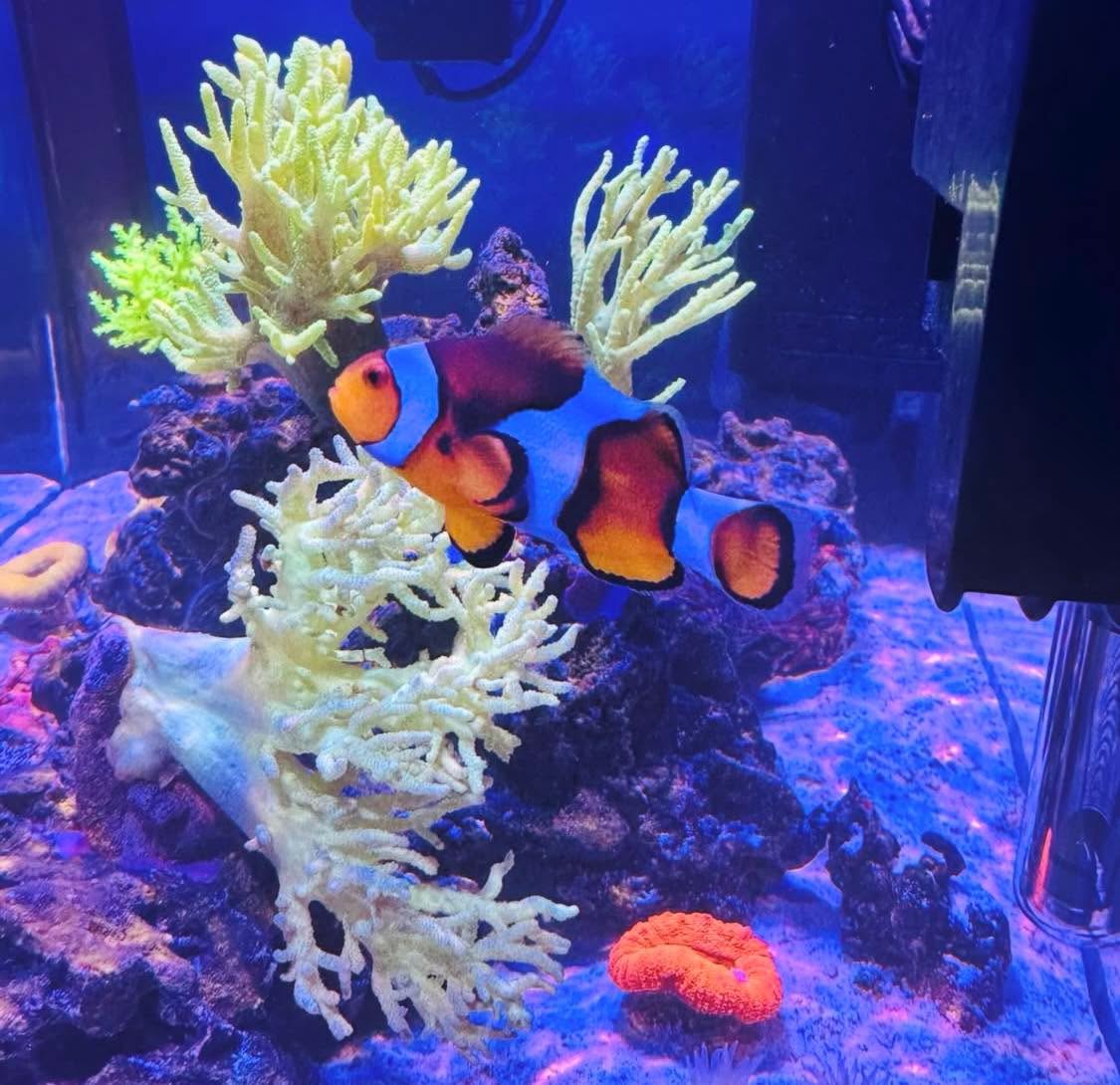 #tropicmarintanks
Very nice shot from @acanthurusnigricans 😍
You use our products and want to get reposted? Tag your post with #tropicmarintanks.
#tropicmarintanks #tropicmarin #tropic_marin #eatsleepreef #allmymoneygoestocoral #reefporn
#coralporn #reefaholics #aquarium #saltwateraquarium #nanoreef #reeftanks #euroreefers #reef2reef #reefers4reefers #vitaminsea #seafari
@tropicmarinusa @tropic_marin_br @tropic_marinarg
@tropicmarinperu @aquarium_planet_er @scireef @aqua.united.gmbh