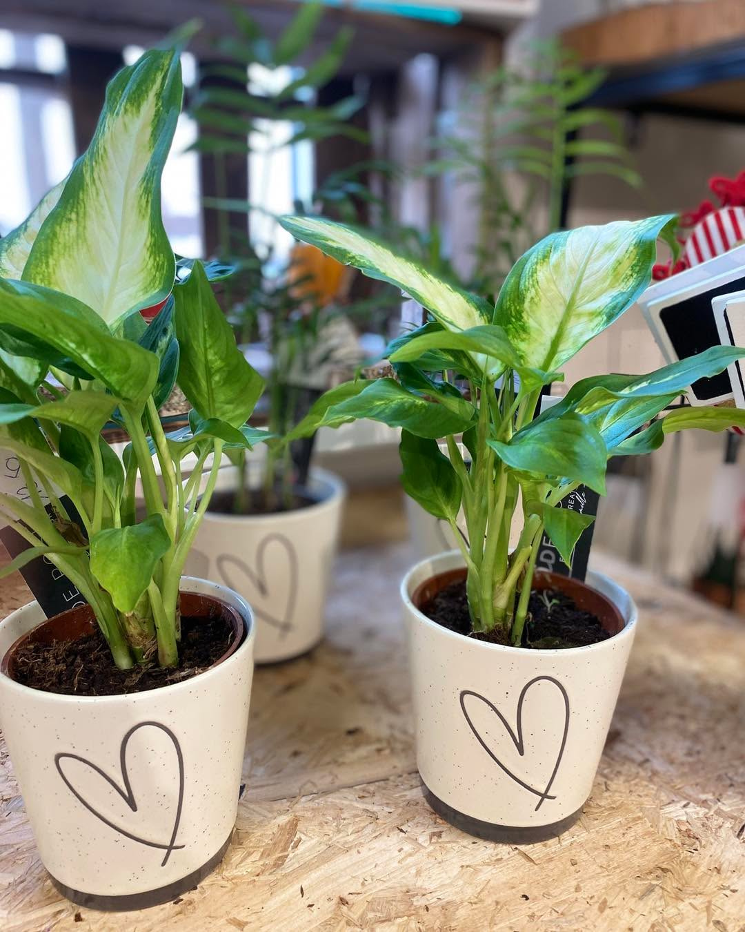 ✨ De retour ce dimanche !
C’est reparti ! Premier dimanche ouvert depuis mon retour
Je vous accueille de 10h – 12h
À toute à l’heure 🥰😊