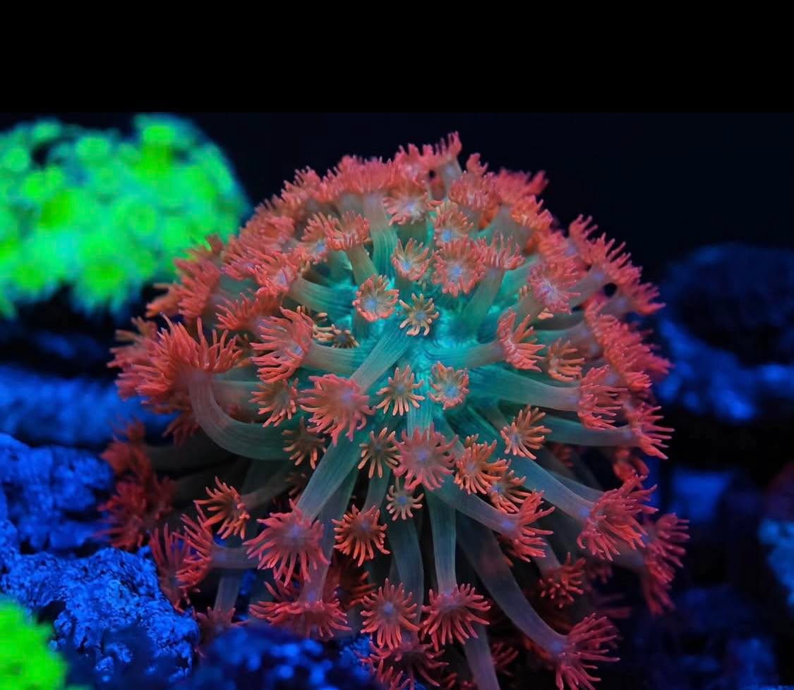 #tropicmarintanks
Amazing coral from @leo_reef_tank 💕
Show us your corals!
#tropicmarintanks #tropicmarin #tropic_marin
#eatsleepreef #allmymoneygoestocoral #reefporn
#coralporn #reefaholics #aquarium #saltwateraquarium #nanoreef #reeftanks #euroreefers #reef2reef #reefers4reefers #vitaminsea #seafari
@tropicmarinusa @tropic_marin_br @tropic_marinarg
@tropicmarinperu @aquarium_planet_cr @scireef @aqua.united.gmbh