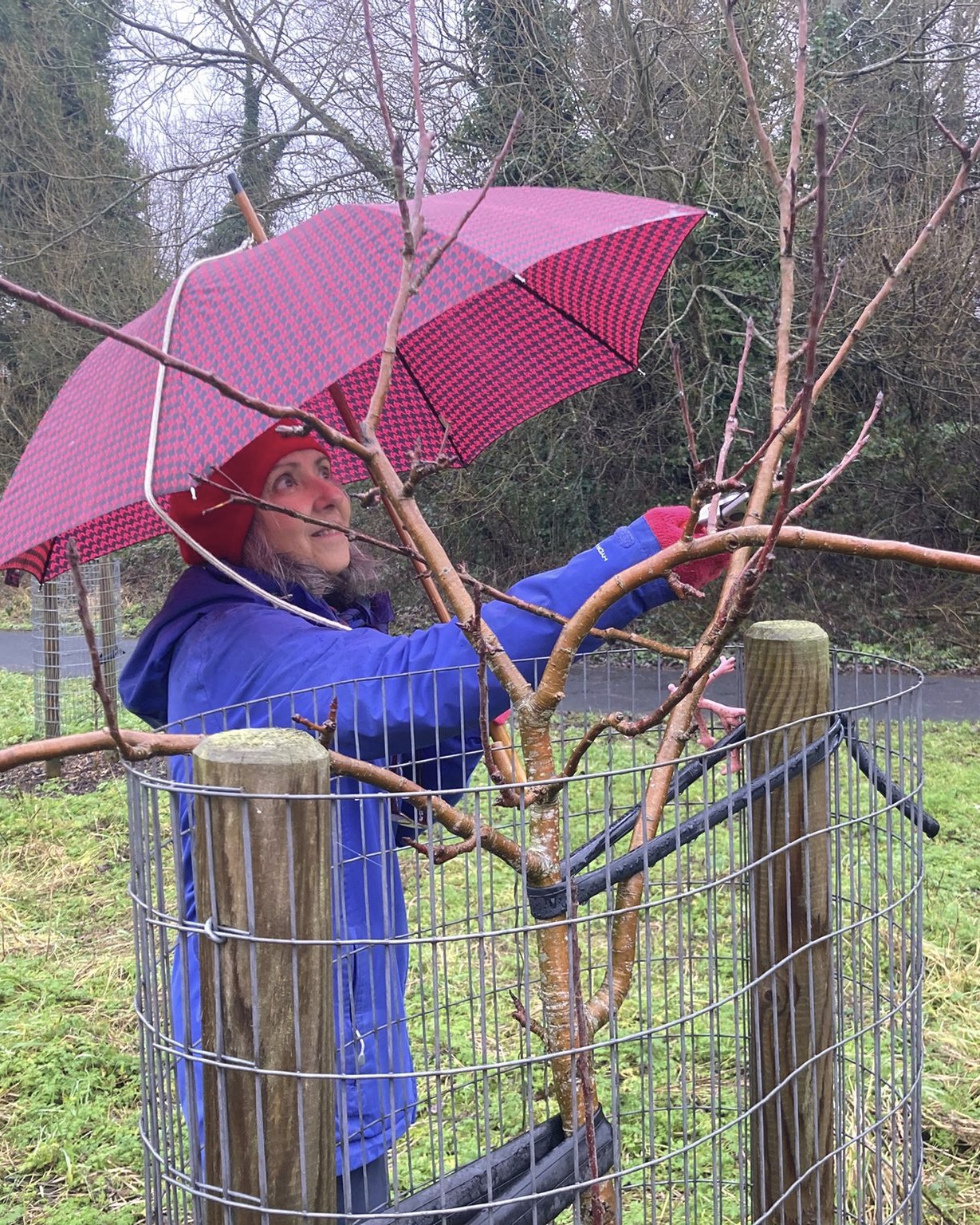 A tiny bit of drizzle, but we pruned #BeilbyRoadOrchard in #Stirchley last week with wonderful volunteers.