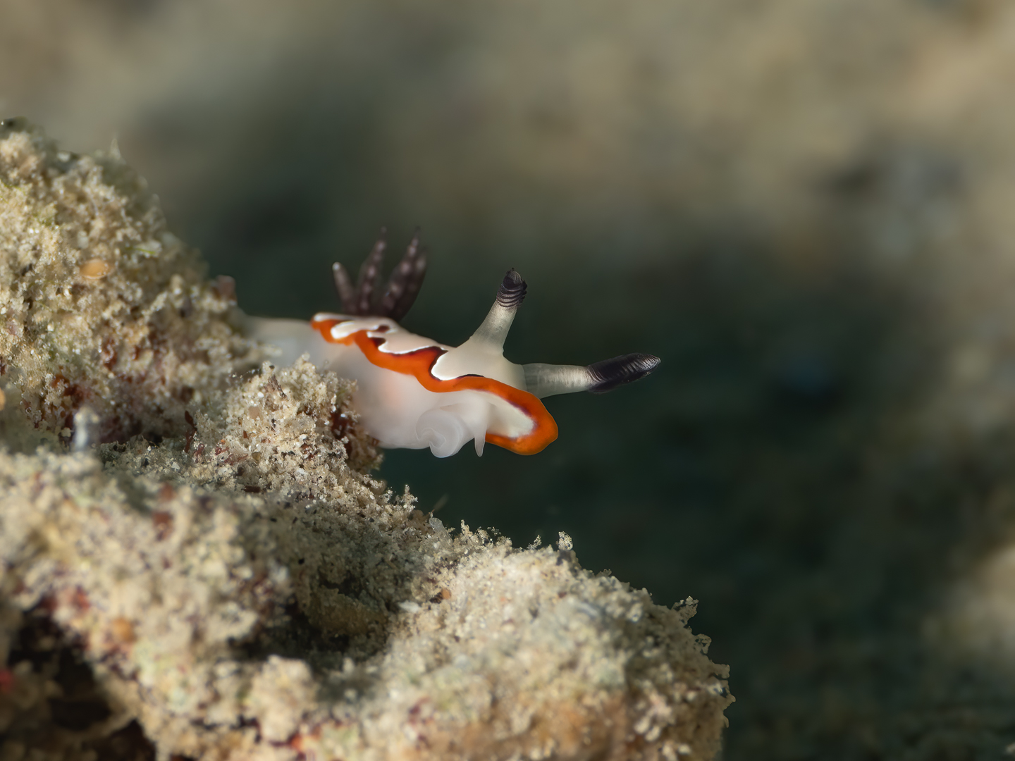 ๐๐๐๐๐๐ ๐๐๐๐, ๐๐๐๐๐๐๐ ๐๐๐ ๐๐๐๐!
We admit it โ we are critter freaks! Why wouldnโt we be with all the marine life we have on our door step here at Critter Spotter, and both being camera nuts too we just love to get out and enjoy it.
๐๐ฐ๐จ ๐ ๐ซ๐๐๐ญ ๐ ๐๐ข๐ฏ๐๐ฌ ๐ญ๐ก๐ข๐ฌ ๐ฐ๐๐๐ค๐๐ง๐!
Dive one (Sat) - max depth 15.5m, avg depth 6.7m, 127 minutes, 29ยฐ c
Dive two (Sun) - max depth 15.4m, avg depth 6.2m, 143 minutes, 29ยฐ c
So many species โ 500 photos plus to go through. Some of the more interesting finds:
Cokctatoo wasp fish โ a pair on Saturday and today a single fish
Scorpion fish โ multiple
Crocodile fish
Porcelaine crabs * 3
Peackock anemone shrimps
Squat shrimps
Peacock mantis shrimps โ maybe 6
Bluestripe pipefish โ multiple
Nudis (many species โ two highlights โ today the biggest Philinopsis pilsbryi we have ever seen (6cm), and 2 new species โ one we photographed โ Goniobranchus fidelis and another one sadly no photo as so well camouflaged we lost it after first sighting!)
Eagle ray
Some great photos of juvenile sweetlip
Lots of small octopus
White eyed morays
Fimbriated morays
2 false cleaner fish in bottles
Whip gobies are back
This is the benefit of diving slowly, taking your time to observe as there really is so much variety that many divers simply do not see.
Just sharing the new (to us) nudi today โ introducing Goniobranchus fidelis โ deep reddish orange and white nudibranch with dark rhinopores and gills. Very small โ perhaps1.5cm โ and has a damaged rhinopore (left from front is cut off half way down) โ a spectacular nudi nonetheless!
๐ธ John Warmington
๐๐๐๐ง ๐ญ๐จ ๐๐ข๐ฏ๐ ๐๐ง๐ ๐๐ข๐ง๐ ๐ง๐๐ฐ ๐๐ซ๐ข๐ญ๐ญ๐๐ซ๐ฌ?
Message or visit our webpage for more details at:
๐๐๐.๐ฐ๐ฟ๐ถ๐๐๐ฒ๐ฟ๐๐ฝ๐ผ๐๐๐ฒ๐ฟ.๐ฐ๐ผ๐บ
Why not relax and spend a few days away โ dive and stay at Karma Waters Villa
๐ต๐๐๐ฝ๐://๐ฎ๐ถ๐ฟ๐ฏ๐ป๐ฏ.๐ฐ๐ผ๐บ/๐ต/๐ธ๐ฎ๐ฟ๐บ๐ฎ๐๐ฎ๐๐ฒ๐ฟ๐
#UnderwaterPhotography #VanuatuMoments #DiveVanuatu #KarmaWatersVanuatu #ReefCritters