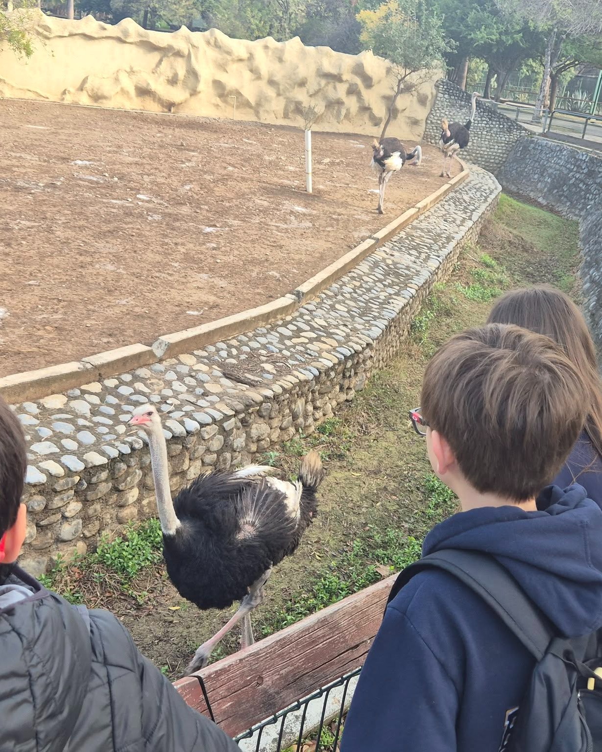Our 4th graders headed to Parque La Pastora to bring their PBL to life! They explored real ecosystems, observed animals up close, and connected their learning to adaptations, food chains, and food webs. Seeing how animals survive, eat, and interact made everything click in the most exciting way. 🦒🌿✨ #WeAreISR