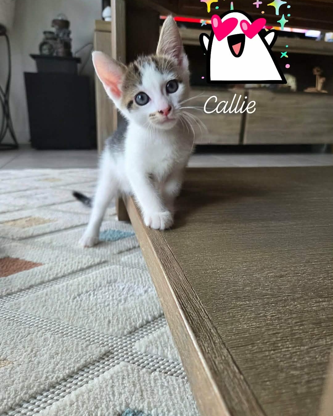 Callie and her siblings are almost ready! We will take applications however they can't go to their new homes until another week or two xxx watch for their full profiles !!!