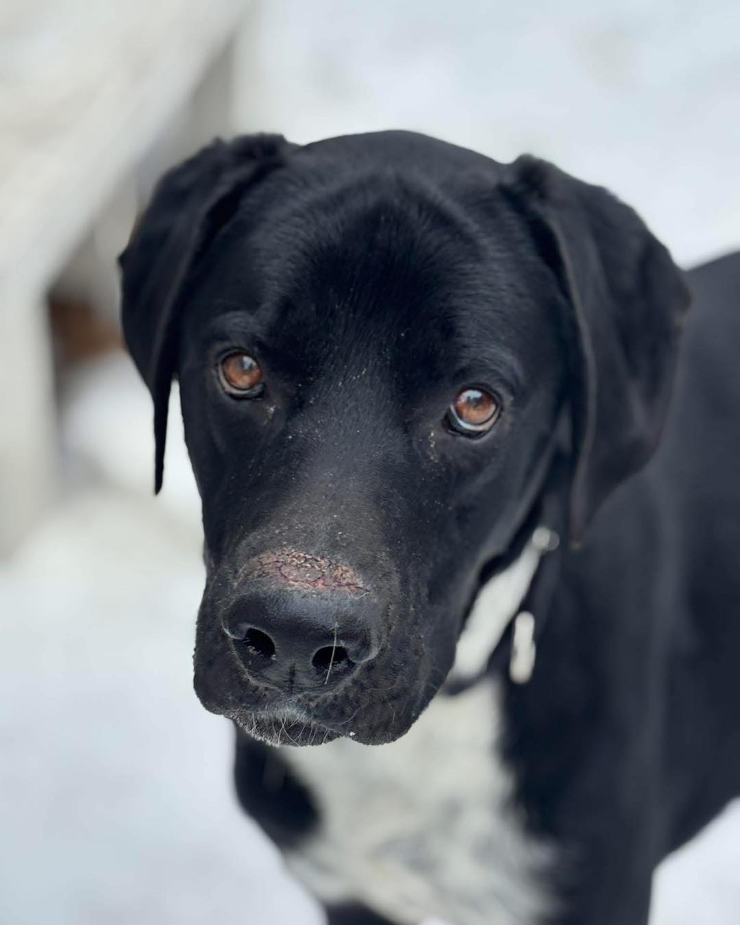 UPDATE: Boots is being tagged by Saltwater Souls Rescue! He will leave on transport 02/23. Original foster can keep him until then!
After nearly three months at the shelter and a last-minute save from the euthanasia list, Boots is once again in need of an adopter or foster ASAP — through no fault of his own.
From his current foster:
🚨 BOOTS needs a NEW FOSTER & or adopter 🚨
I was only supposed to have him until the 28th & now she cant take him bc the foster that was going to take the dog she has, backed out 😬
Meet Boots – Your New Adventure Buddy! 🐶
ID: 57681664
📌 Breed: Mixed Breed (Large)
📌 Age: 1 Year Old
📌 Weight: 74 lbs
📌 Gender: Neutered Male
📌 Intake Date: 10/24/25 (Owner Surrender)
📌 Heartworm: Negative
💙 About Boots:
Boots is a sweet, goofy, and playful boy who’s ready to bring joy to his forever family! He’s full of personality and loves to make people smile with his fun-loving spirit.
This handsome guy is:
✔️ Dog-friendly
✔️ Kid-friendly
✔️ Very friendly with everyone he meets
✔️ Crate trained
Boots would thrive in a home where he can get plenty of love, playtime, and companionship. Whether it’s backyard fun, neighborhood walks, or cuddle time on the couch, Boots is all in!
🏡 Looking for:
A loving home where he can continue to grow, play, and be the amazing dog he’s meant to be.
✨ Ready to meet your new best friend? Boots is waiting for you! ✨
Please comment if you can help!
DFW, Texas
Currently with Fort Worth Animal Care & Control