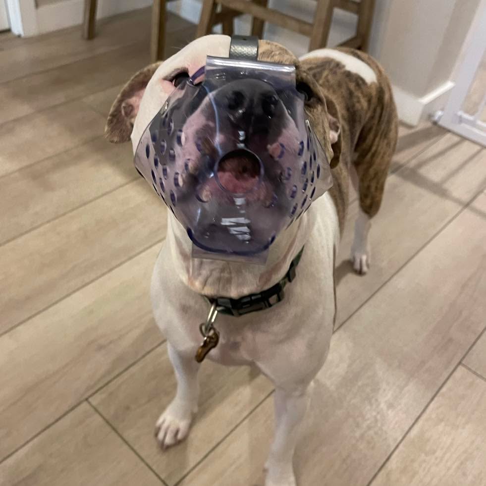 Muzzle Monday: We are only as good as our equipment. If our muzzles aren’t fitted correctly and if they are not comfortable for the dog, then we risk not being able to reap the benefits of their use.
#RotNDog #RotNDogTraining #dogtrainer #dogtraining #dogbehavior #soflo #palmbeach #broward #puppies #puppytraining #gooddog #goodpuppy #obedience #aggression #fear #anxiety #behavior #training #muzzle #adopt #rescue #shelterdogs #dogswhobite #muzzlemonday