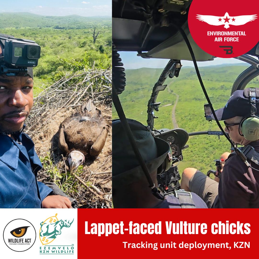 On 8 December 2025, The Bateleurs supported a specialist conservation mission in KwaZulu-Natal, deploying tracking units to two Lappet-faced Vulture chicks before fledging. Bateleurs volunteer pilot Martin Schulze flew the team in an Alouette III (ZU-RIK), enabling safe access to isolated nest sites that are impractical to reach on foot with the required ladder and equipment.
The operation was delivered under the Zululand Vulture Project, led by Wildlife ACT in partnership with Ezemvelo KZN Wildlife, and built on nest locations identified during a Bateleurs-supported survey in August 2025.
Read the full report here: https://bit.ly/4k8SjFl
#bateleurs #conservation #aviation