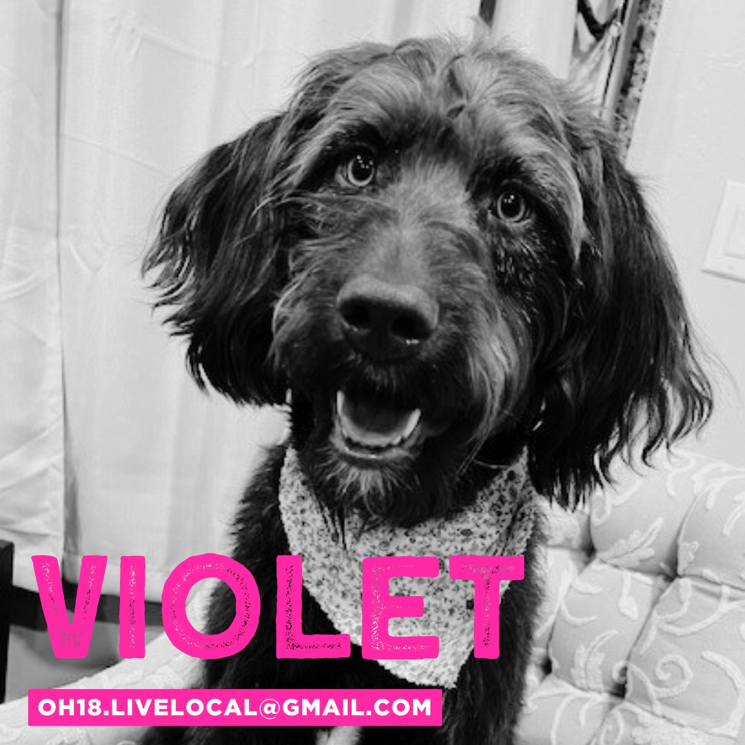Look at these cuties!
Check out the Jan/Feb 2026 issue to officially meet Violet and Kopper!
Want to submit your pet?
Email oh18.livelocal@gmail.com and send their info!