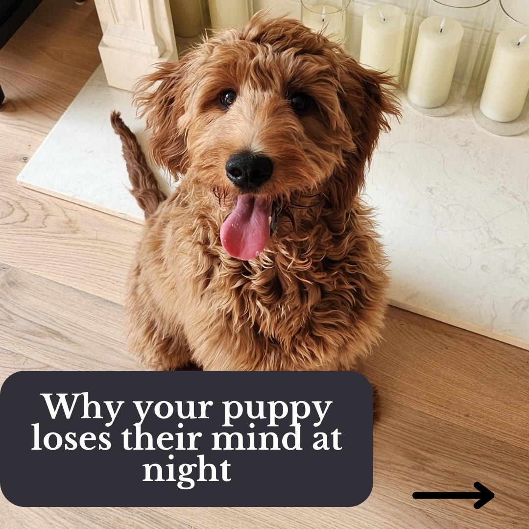 These tire your puppy gently so they can actually sleep 😴
Follow me for real life puppy help