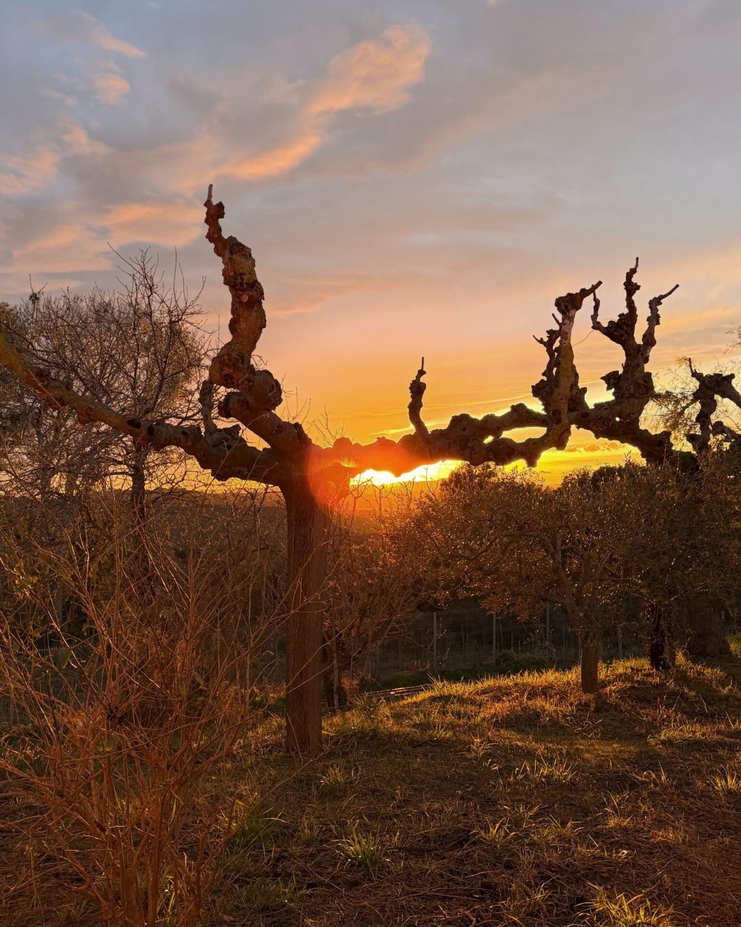 Estos días hemos estado de visita en @closdelsguarans el emocionante proyecto vinícola de Jordi Raventós, situado en el corazón del Penedès, en el Massís del Garraf, un entorno natural privilegiado dentro del Parque del río Foix que imprime a sus vinos una frescura y mineralidad únicas.
El proyecto nace en 2009 con un objetivo muy claro: recuperar variedades autóctonas casi olvidadas como Malvasía vermella de Sitges, Xarel·lo Vermell, Vinyater o Subirat Parent.
El nombre rinde homenaje a la tierra y también al guarà català, la raza de asno autóctono en peligro de extinción que forma parte de la historia familiar y del paisaje vitícola de la zona.
🍇🍷 Descubre sus vinos en Tierra: visítanos en la vinoteca, consúltanos para distribución o encuéntralos en nuestra web.
