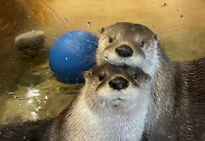 Mac and Tuck, our resident river otters, receive daily care from our dedicated team—and that care depends on steady support. With rising operating costs, the Delmarva Discovery Museum is reaching out to our community for help.
We’re nearing our initial fundraising goal of $8,000, and reaching (and surpassing) that threshold will help ensure continued care for our otters and ongoing access to hands-on science education for our community.
We are so grateful to everyone who has already donated and shared our story—your support truly makes a difference. If you’re able, please consider donating or sharing our fundraiser. Every contribution helps us cross the finish line and continue caring for our animals and serving the Eastern Shore.
Thank you for being part of our mission. 💙
You can donate here:
https://gofund.me/d1ac86eba