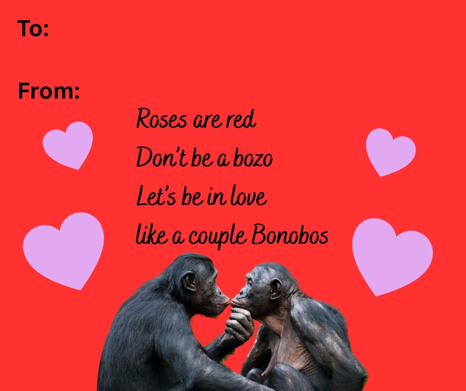Bonobos are one of our closest living relatives, sharing nearly 99% of their DNA with humans, yet they tell a remarkably different story about what it means to survive and thrive. Found only in the forests south of the Congo River, bonobos have evolved a social system built less on dominance and violence and more on cooperation, empathy, and strong social bonds.
Unlike many primates, bonobo societies are largely female-centered, and conflict is rare. When tensions arise, bonobos often resolve them through social behaviors like grooming, play, and physical closeness rather than aggression. Food is shared generously, alliances are flexible, and community cohesion matters more than individual power. These traits have made bonobos a powerful reminder that evolution does not reward only competition, it can also favor kindness.
Bonobos are also highly intelligent. They communicate using a rich mix of vocalizations, gestures, and facial expressions, and they demonstrate emotional sensitivity that feels strikingly familiar to us. They console distressed group members, form lifelong friendships, and show clear preferences for fairness and cooperation.
On World Bonobo Day, we celebrate more than an endangered species, we celebrate a living example of an alternative evolutionary path. Bonobos challenge the idea that violence is inevitable or that empathy is weakness. In a world struggling with conflict and division, bonobos quietly remind us that connection, care, and cooperation are not just moral choices, but deeply natural ones.