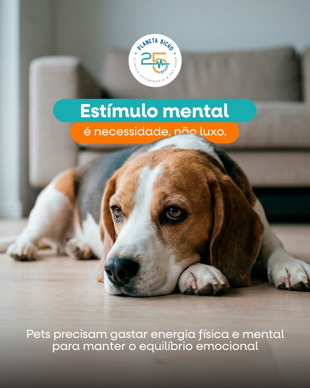 O bem-estar do seu pet vai muito além da alimentação e da saúde física.
A falta de estímulo mental pode gerar ansiedade, estresse e comportamentos indesejados.
Brinquedos interativos, passeios guiados e desafios diários ajudam a manter a mente ativa, equilibrada e saudável.
Na Planeta Bicho, você encontra diversas opções de brinquedos, guias, acessórios e soluções pensadas para estimular o seu pet no dia a dia, sempre respeitando a rotina e a necessidade de cada um.
Cuidar também é estimular 🐾🧠