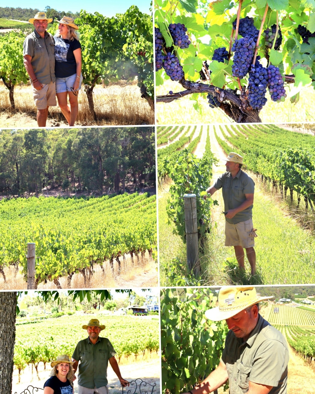 Our Vintage 2026 is kicking off!
First pick, Estate Pinot Noir for our sparkling!