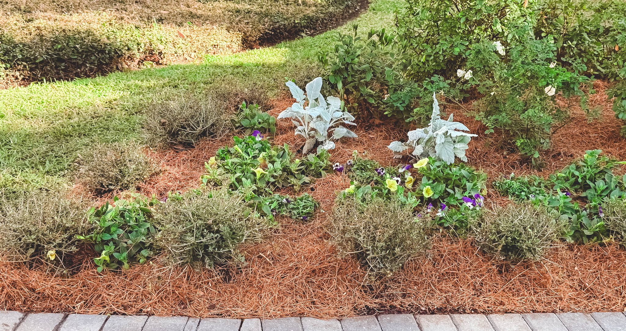 Looking for a Boxwood Replacement? Meet Dwarf Yaupon Holly!
NEW blog alert 🌿 Learn why this hardy shrub is a great alternative to boxwood and a smart choice for long-term landscapes.
Link in the bio ⤴