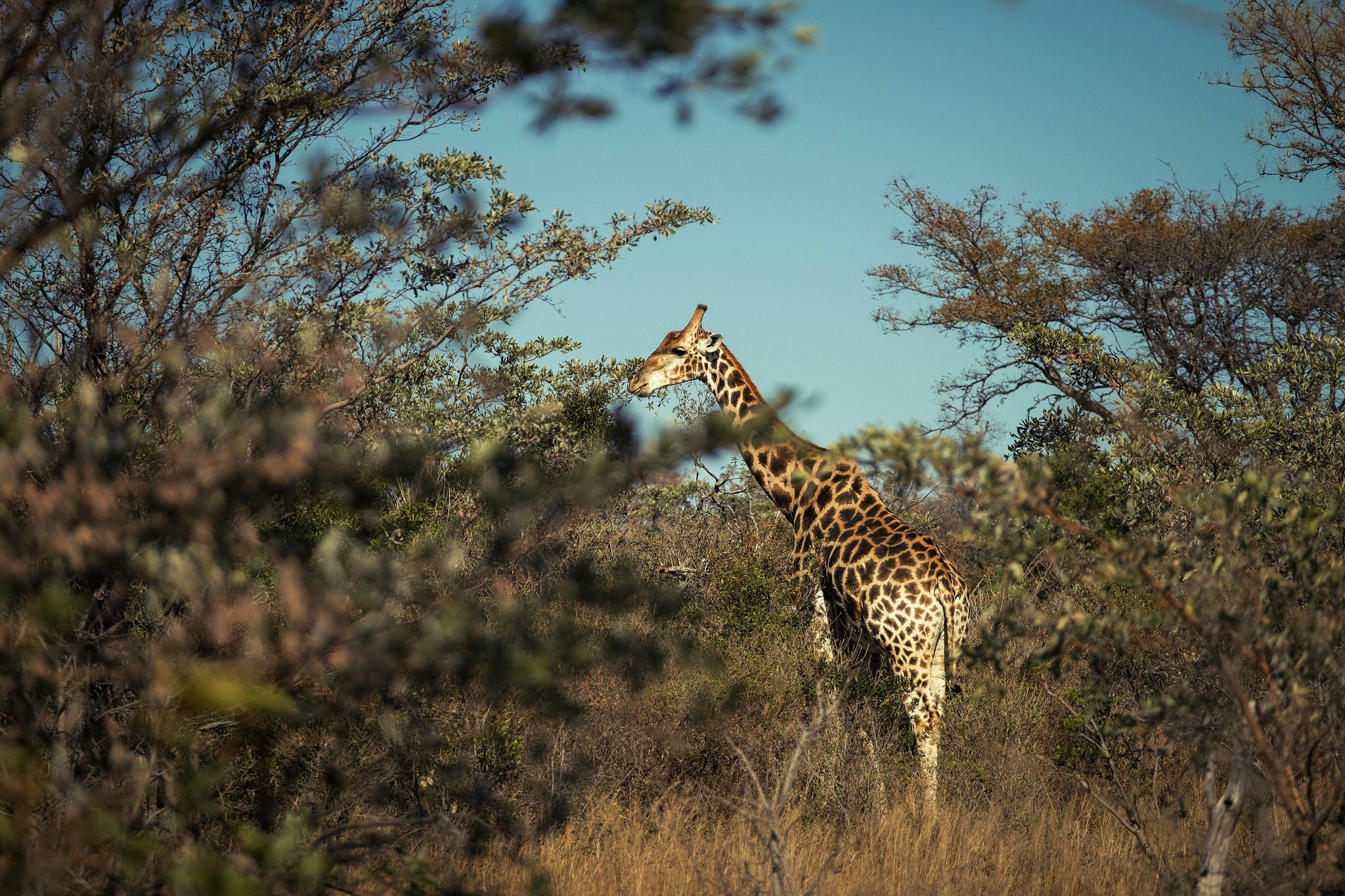 Grace rising quietly above the bush.
#57Waterberg #Giraffe #BushLife #WildEncounters
