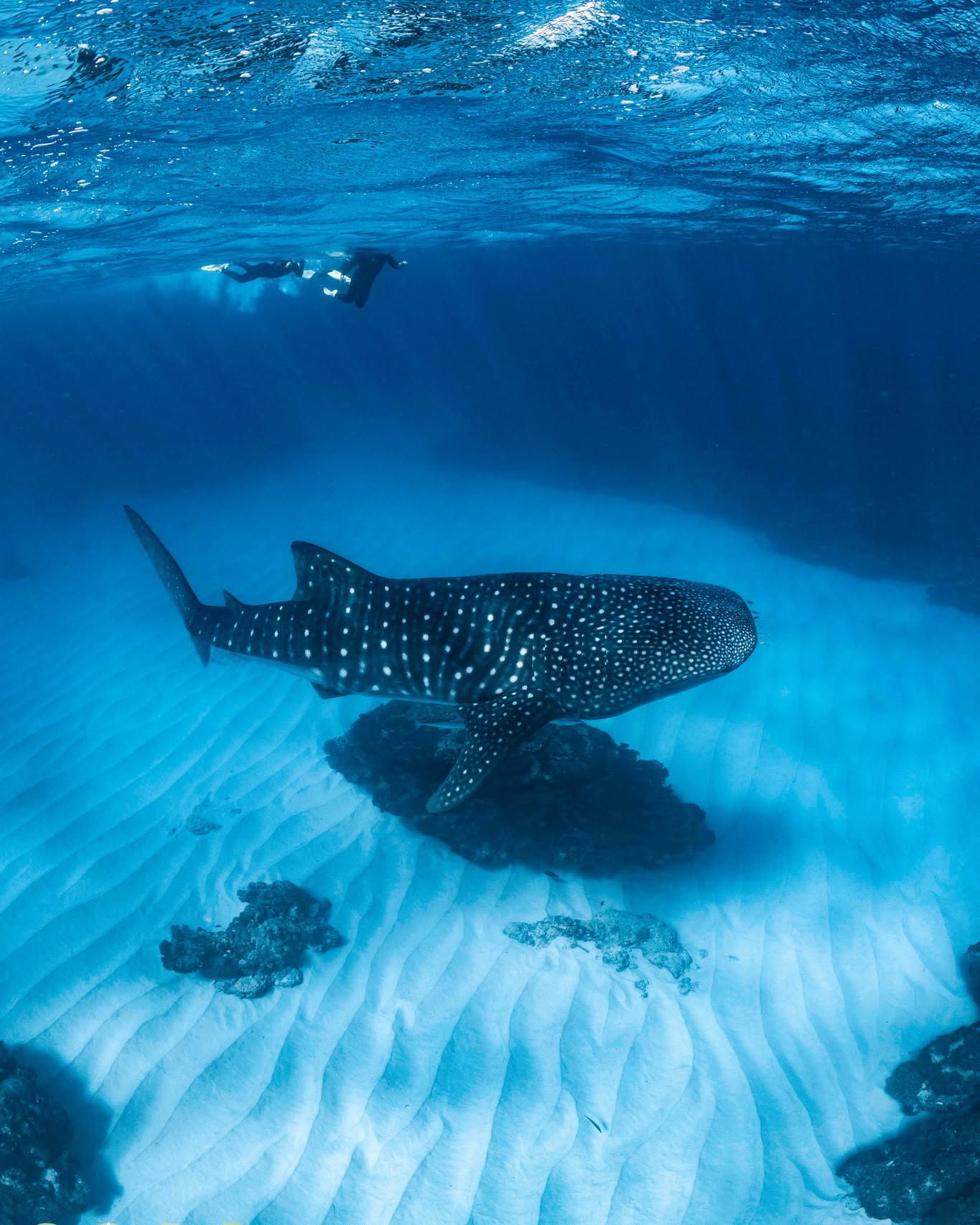 🐋 Why Ningaloo Is Different
Ningaloo Reef isn’t just a great place to swim with whale sharks — it’s one of the best places in the world to do it. And there’s a reason people travel from across the globe to be here.
🌍 World-leading best practice
The whale shark industry at Ningaloo is recognised internationally for its strong regulations, ethical interactions, and conservation focus — setting the benchmark for how these incredible animals should be encountered in the wild.
🐋 The largest known aggregation
Each year, more whale sharks gather here than anywhere else on Earth, drawn to Ningaloo’s rich reef system and seasonal plankton blooms.
📆 The longest whale shark season
With sightings typically spanning from March through to August, Ningaloo offers one of the longest and most reliable whale shark seasons worldwide.
And the best part?
Here at Ningaloo, the whale sharks come to us — no cages, no feeding, no crowds. Just open ocean, respectful encounters, and unforgettable moments alongside the world’s biggest fish.
👉 Join Ocean Eco Adventures and experience why Ningaloo is truly in a league of its own. 💙
📸credit @ollieclarkephoto
#OceanEcoAdventures #EcoTourism�#WildlifeAdventure #NatureLovers� #NingalooReef�#ExmouthWA #SustainableTourism #UnderwaterWorld�#BigBlue�#OceanMagic #WhaleShark�#WhaleSharkSeason�#WhaleSharkEncounter�#SwimWithWhaleSharks�#WhaleSharkExperience�#GentleGiants
