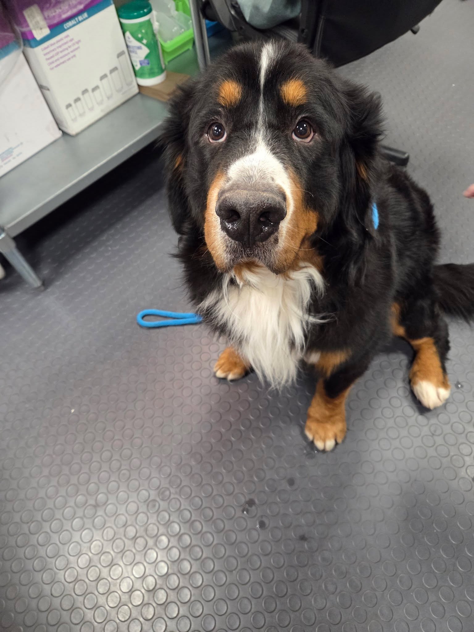 Today is National Chocolate Cake Day! Shh, just don't tell Rusty! Those eyes could talk ANYONE into sharing. đ„°