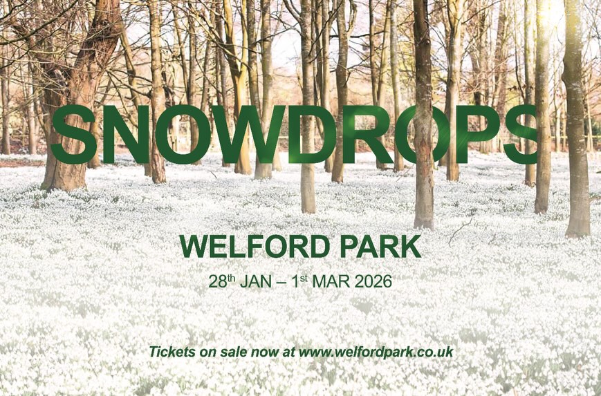 The Snowdrops are coming into full bloom. This is great news for the bees Snowdrops are one of the first big pollen sources, and we will be seeing lots of foragers returning to the hives with their legs laden with bright orange.
Welford Park is famous for its Snowdrops and opened today, running until the 1st March. We have lots of bees on Welford Estate that will be benefiting from this pollen.
We have supplied the honey and honey soaps available in the Welford Shop from our hives on the Estate.