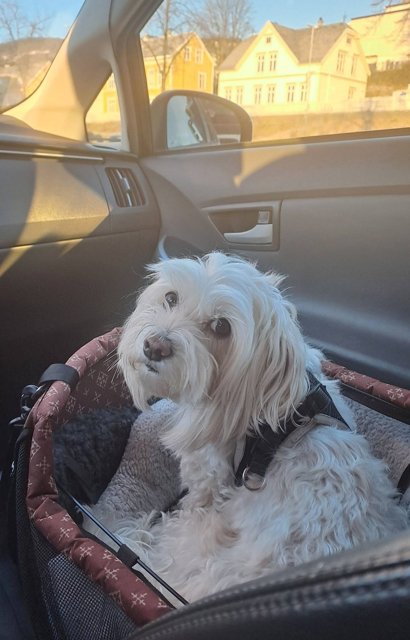 Good Tuesday Morning, ThunderCats! HOOOOOOO!
First, my heartfelt thanks to all of the wonderful well wishes yesterday. The treatment went as planned yesterday. The side effects are as expected so far; sore throat, massive headache and nausea. We're heading home now so that I may feel like a dumpster fire in my own space☺️☺️
I'm hopeful that this will prevent any new symptoms from showing up to dull my shine ✨✨
*Waiting for the ferry ⛴️