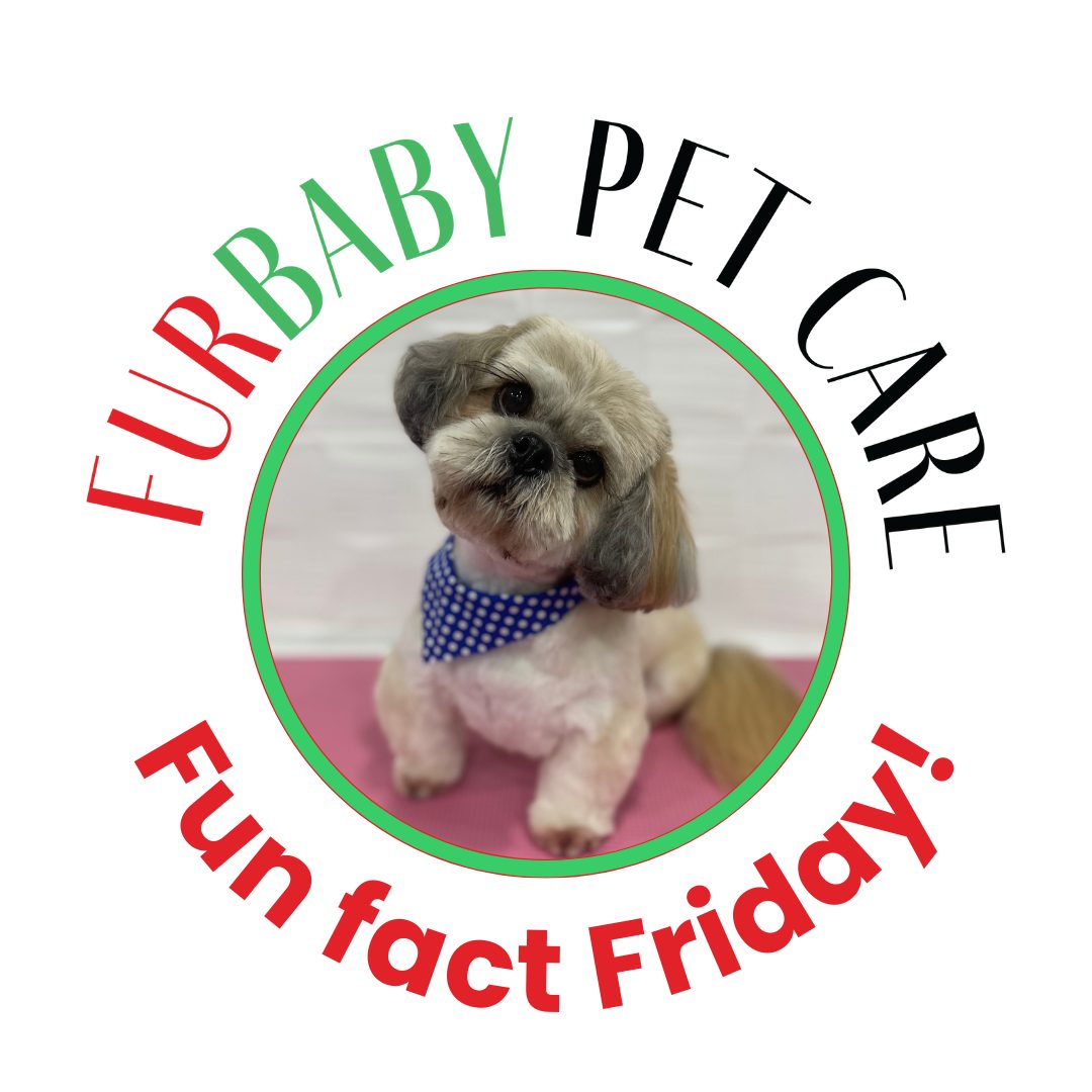 Matting isnโt just a cosmetic issue.
When matts become tight, they can pull painfully on the skin, restrict a dogโs natural movement, and trap moisture, dirt, and bacteria underneath. This creates the perfect environment for sores, hot spots, and skin infections to developโoften hidden until the matting is removed.
Severe matting can also make grooming more uncomfortable and requires close shaving to safely relieve the skin. Regular brushing and routine grooming appointments help keep your dog comfortable, healthy, and happyโnot just looking cute.
#funfactfriday #mattinginformation #matteddogsgetshaved