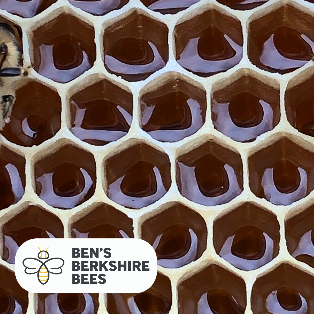 Is it raw honey? The number one question I'm asked when I'm out with our Ben's Berkshire Bees market stall is whether our honey is raw. The good news is - it is!
Raw honey is honey that has been minimally processed and not heat treated. For example most supermarket honey has been heat treated to prevent it from setting, so is not raw. Raw honey has all the enzymes and goodness included,.
All of our honey is extracted by spinning it around in a honey extractor, and then it is sieved . It is then stored in food grade buckets until it is needed. We then gently warm it to liquidity it again, only a low temperatures.
When you buy Ben's Berkshire Bees honey you can be confident it is as raw and pure as when the bees cap the cells within the hive.,
#rawhoney #localhoney #ukbeefarm