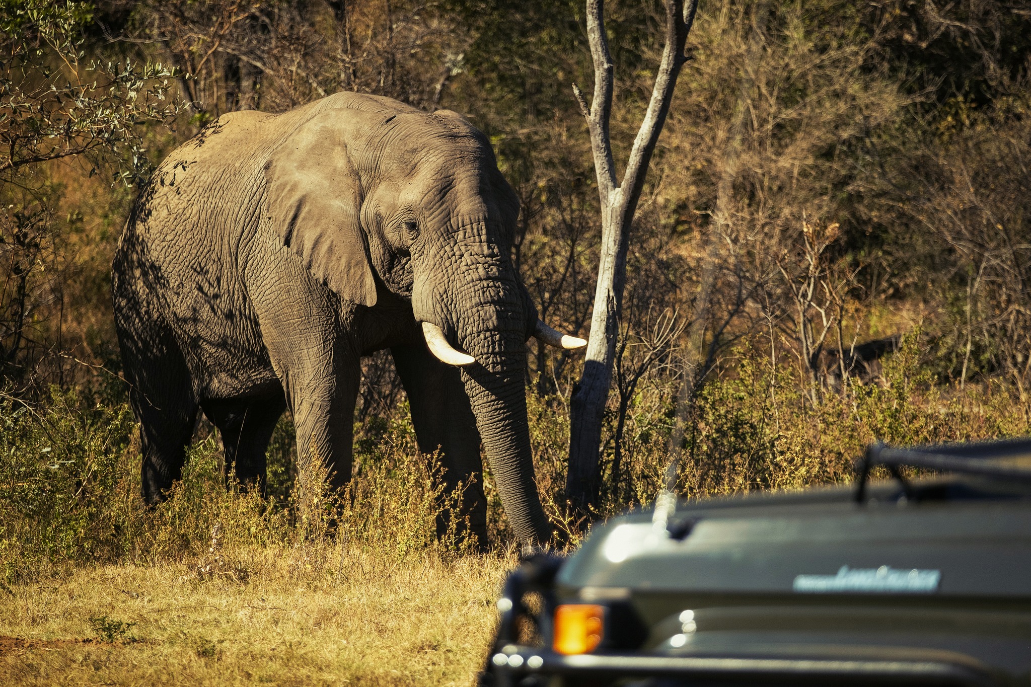 Some moments remind you just how small you are - and how special that is.
#57Waterberg #Big5Experience #Elephant #WildEncounters