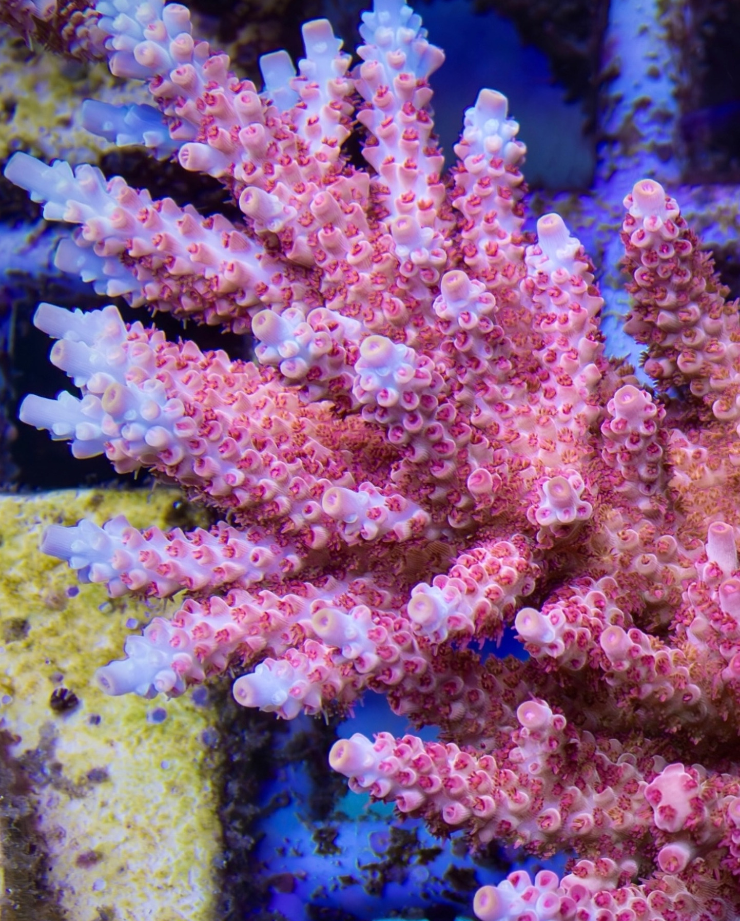 #tropicmarintanks
Beautiful shot from @leonardos_reef 💗
Show us your corals!
#tropicmarintanks #tropicmarin #tropic_marin
#eatsleepreef #allmymoneygoestocoral #reefporn #coralporn #reefaholics #aquarium #saltwateraquarium #nanoreef #reeftanks #euroreefers #reef2reef #reefers4reefers #vitaminsea #seafari
@tropicmarinusa @tropic_marin_br @tropic_marinarg @tropicmarinperu @aquarium_planet_cr @scireef @aqua.united.gmbh