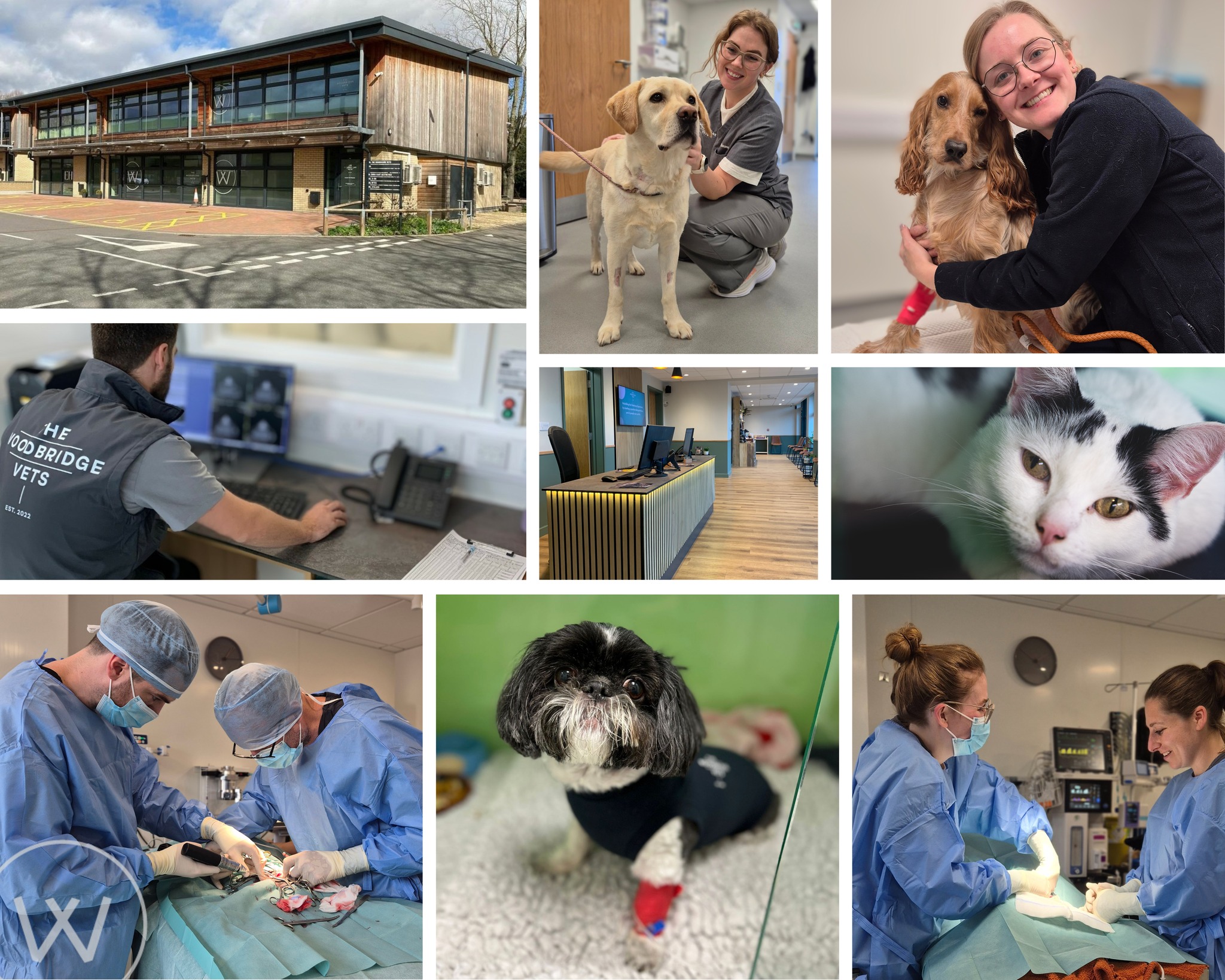 Celebrating One Year Since Our New Extension Opened! 🍾
It’s hard to believe it’s already been a year since we opened the doors to our brand-new practice extension - and what a year it’s been!
The upgraded facilities have completely transformed what we can offer our patients. From extra consultation rooms to a dedicated dental suite with x-ray equipment, we’ve been able to provide even more comprehensive care. Our surgical theatre fitted with advanced equipment, has allowed us to carry out more complex procedures safely and efficiently, while our expanded kennels and quarantine area for patients needing extra care mean we can care for a wider variety of pets in comfort and safety ❤
Over the past year, we’ve performed countless surgeries, fixed broken legs, and treated pets of all shapes and sizes - all thanks to these amazing new facilities. We’ve also hosted our first Open Day, held two First Aid evenings, and given numerous practice tours - welcoming both our regular clients and curious first time visitors. And yes, we’ve seen our fair share of behaved and mischievous patients alike… we don’t mind either way! 🐾
Our team has grown alongside the practice, with new members joining our family to make a bigger, stronger team. Their dedication, skill, and love for animals have been at the heart of every success, from life-saving procedures to endless cuddles and comfort for our patients.
The new extension hasn’t just improved what we can do medically; it’s allowed us to offer a calmer, more welcoming experience for our patients and their owners. We’re incredibly proud of everything we’ve achieved in the past years - and we can’t wait to continue providing the highest standard of care, fun events, and even more love and attention to our patients in the years to come! ❤
#thewoodbridgevets #veterinarypractice #independentpractice #veterinarycare #veterinarymedicine #suffolkvet #suffolkcommunity #dogs #cats #animals #animalcare