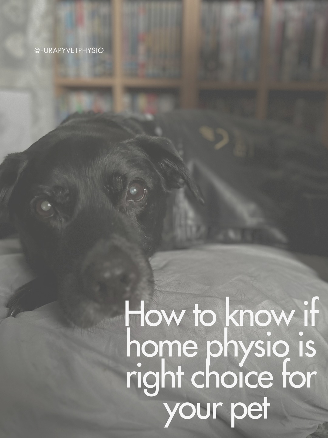 So you've been recommended to seek physiotherapy for your pet...
You may have found many different options, but did you know that you can get excellent care for your pet in the comfort of their own home?
Travelling out to a physiotherapist may not be the right option for you or your pet for many reasons, this post gives you just a few of the many answers to why a home visit may be a better choice for your pets recovery and well-being.
Interested in great physiotherapy care for your pet? Give us a message or call for more info or just to have a chat about your pet's care.
Still having a think? Follow us to see what great home physio care looks like! 🐾
07702082602
INFO@FURAPY.UK
