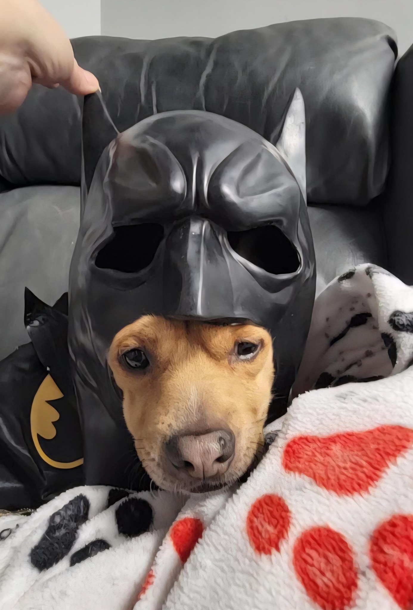FRIENDLY PSA FROM LARRY: "Always be yourself. Unless you can be Batman. Then be BATMAN."
