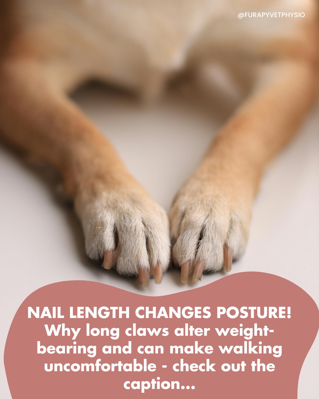 🐾 Most dog owners don’t realise this, but long claws can physically change the way your dog stands and moves!
Research shows that overgrown claws can alter posture, joint angles, and overall biomechanics, increasing strain on the musculoskeletal system.
When nails hit the ground before the paw does, your dog is forced to compensate with every step. That tiny click‑clack you hear? It’s often the sound of discomfort building over time.
Claw care isn’t cosmetic, it’s essential for pain‑free movement.
👉 Follow us for evidence based tips that keep your dog comfortable, mobile, and doing what they love! 🐾