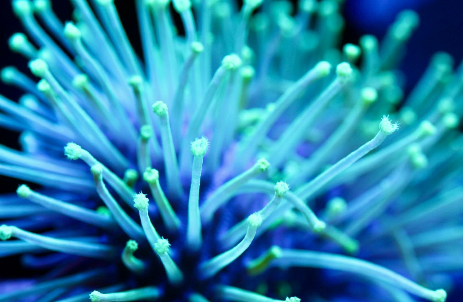 #tropicmarintanks
Amazing coral from @chocolatine_reefer 💚
Show us your corals!
#tropicmarintanks #tropicmarin #tropic_marin
#eatsleepreef #allmymoneygoestocoral #reefporn #coralporn #reefaholics #aquarium #saltwateraquarium #nanoreef #reeftanks #euroreefers #reef2reef #reefers4reefers #vitaminsea #seafari
@tropicmarinusa @tropic_marin_br @tropic_marinarg @tropicmarinperu @aquarium_planet_cr @scireef @aqua.united.gmbh