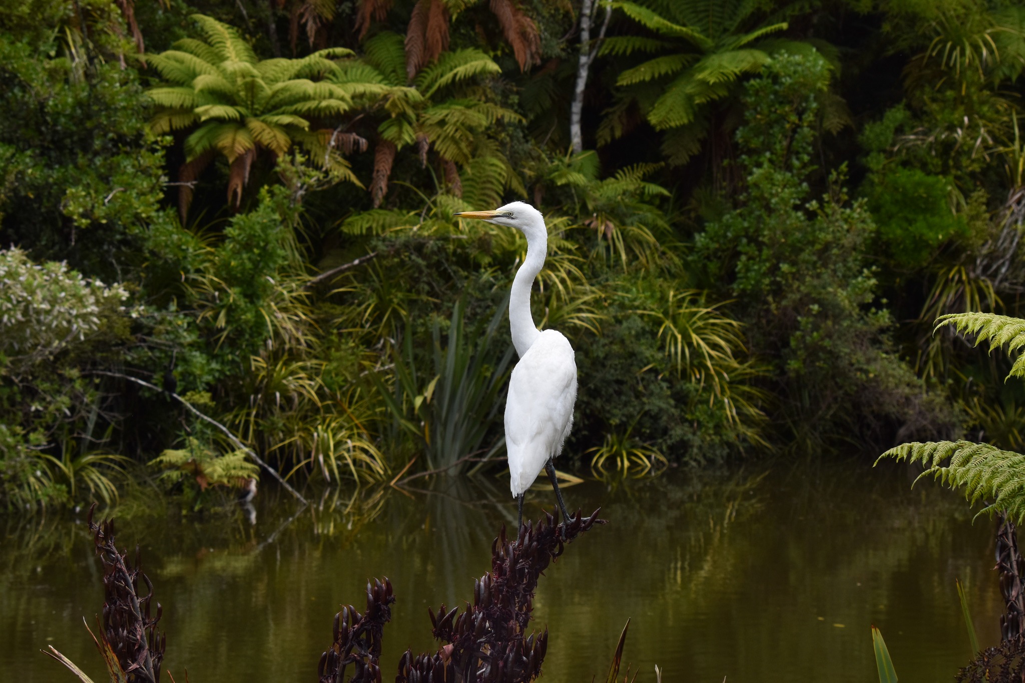 Celebrating World Wetlands Day 2026 - this young Kōtuku, on one of its first tentative flights, has managed to land on the flax beside the viewing hide🪽
Here in the Waitangiroto Nature Reserve, the beautiful wetlands surrounding NZ's only Kōtuku breeding colony are essential to their survival.
Today is a reminder that these fragile environments deserve our respect and careful stewardship.
When wetlands thrive, so too does the life they sustain - from the smallest invertebrates to these most graceful of birds.
Learn more - www.worldwetlandsday.org 🌿
#celebratingwetlands #worldwetlandsday #worldwetlandsday2026
#wetlandsnz #kotuku #whiteherons #whiteherontours #nzbirds
