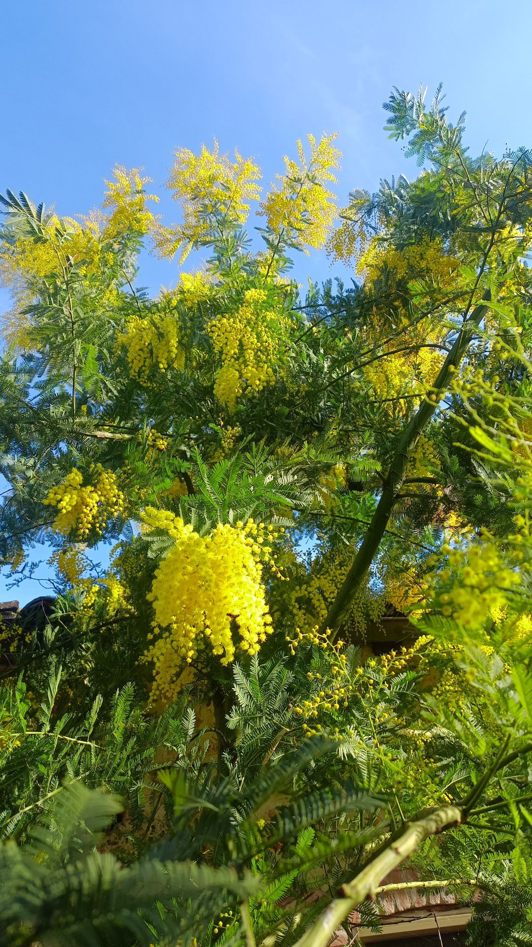 Fiorire a Gennaio.
Ok.
Cosa mai può andare storto.