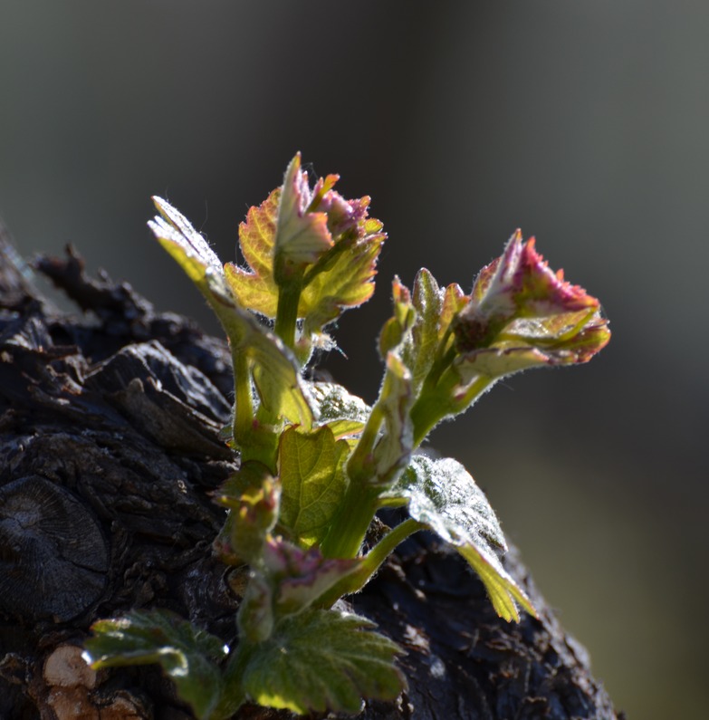 Le printemps est là, et la vigne s’éveille ! 🌱🍇 Les premières feuilles apparaissent, promettant une nouvelle saison pleine de vie et de belles récoltes à venir. Le spectacle de la nature qui se réveille est toujours magique à observer. 🌿✨ #printemps #vigne #winemaker #alsace
©DIDIERJEAN-ConseilVinsAlsace