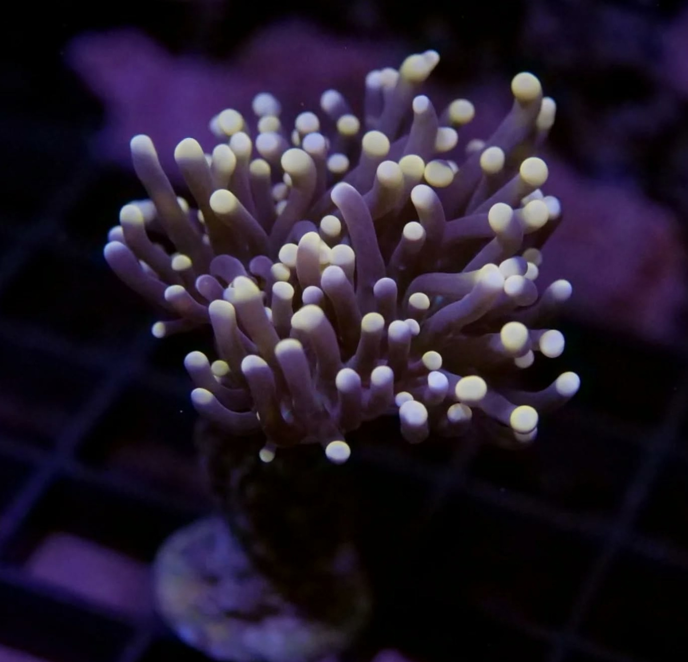 #tropicmarintanks
Very nice coral from @coralaxy 💜
Do you also have such great corals in your tank? Tag your post with #tropicmarintanks.
#tropicmarintanks #tropicmarin #tropic_marin
#eatsleepreef #allmymoneygoestocoral #reefporn #coralporn #reefaholics #aquarium #saltwateraquarium #nanoreef #reeftanks #euroreefers #reef2reef #reefers4reefers #vitaminsea #seafari
@tropicmarinusa @tropic_marin_br @tropic_marinarg @tropicmarinperu @aquarium_planet_cr @scireef @aqua.united.gmbh