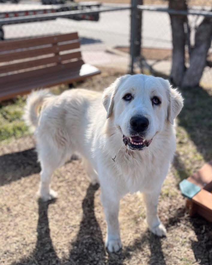 🚨 URGENT — TRANSPORT FOSTER NEEDED 🚨
Willie has been tagged for Fort Worth Animal Care & Control’s 3/18 transport and urgently needs a foster to help him make it to his second chance. This big Pyrenees boy is a true gentle giant — calm, kind, dog friendly, and a staff favorite. He walks nicely, handles easily, and spends most of his time quietly relaxing in the yard.
He does have a slight stubborn streak when it’s time to come back inside (classic Pyr 😉 ), but otherwise he is an absolute angel. Can anyone in Foster Village step up for Willie?
Willie #60101277
Male | 3 yrs | 80 lbs | Not neutered
Surgery scheduled Monday 2/2
Very dog friendly
Low energy, well-mannered
Easy to leash and walk
Will need bath + brushing
Transport: 3/18
Return: 3/16
South Silcox – 4900 Martin Street
Please email to tag and schedule pickup:
fwaccfoster@fortworthtexas.gov
Sharing saves lives.