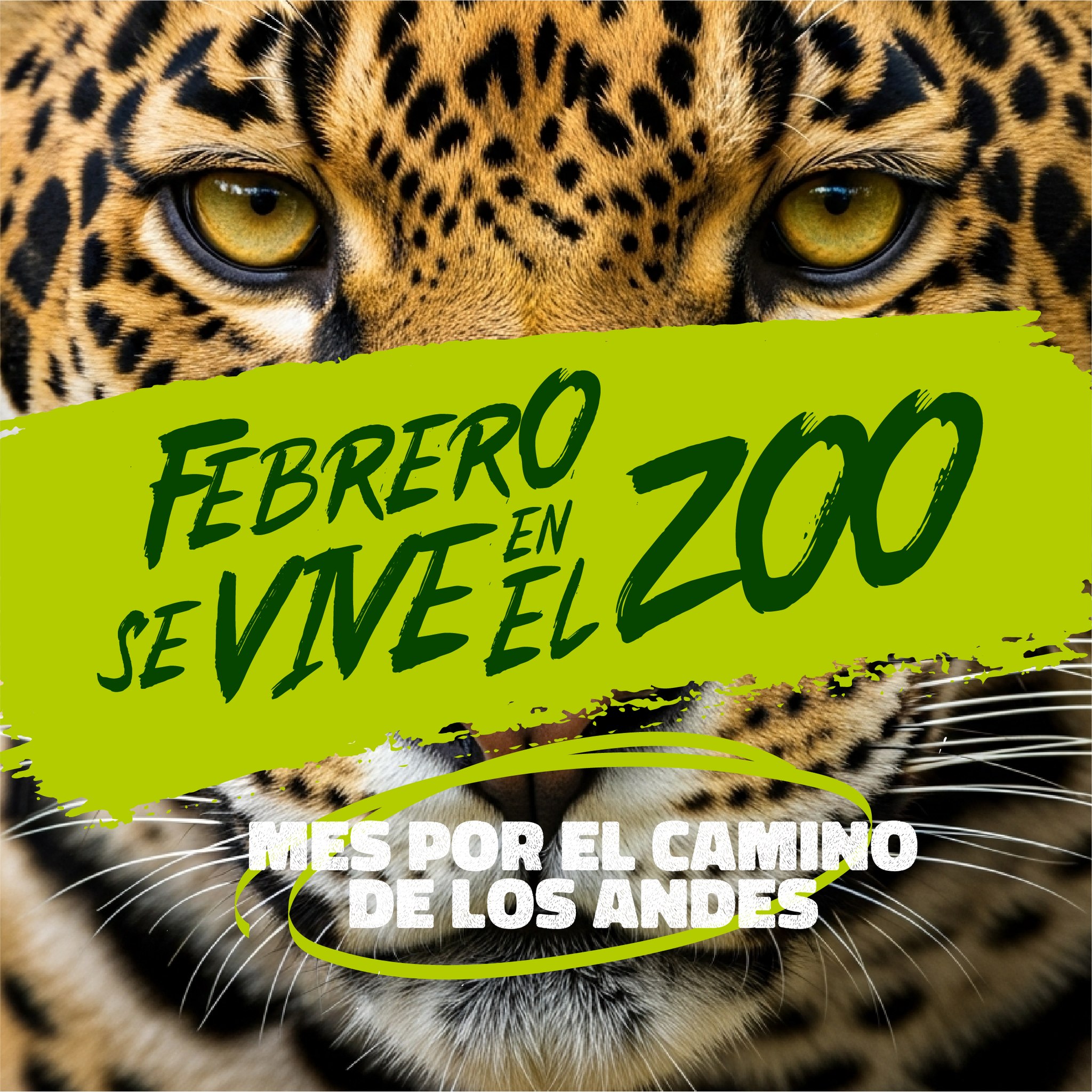 Febrero llega con una agenda muy salvaje 🐆🔥
Prepárate para ver actividades de enriquecimiento que despiertan sentidos, retan habilidades y activan comportamientos naturales en los animales de Por el Camino de los Andes.
👉 Desliza el carrete, agenda tu plan y ven a vivirlo con nosotros 💚🌎
📍 Planea tu visita en www.zoologicodecali.com.co
.
.
.
#ZooCali #MuchasHistoriasQueContar #PasiónPorLaVida