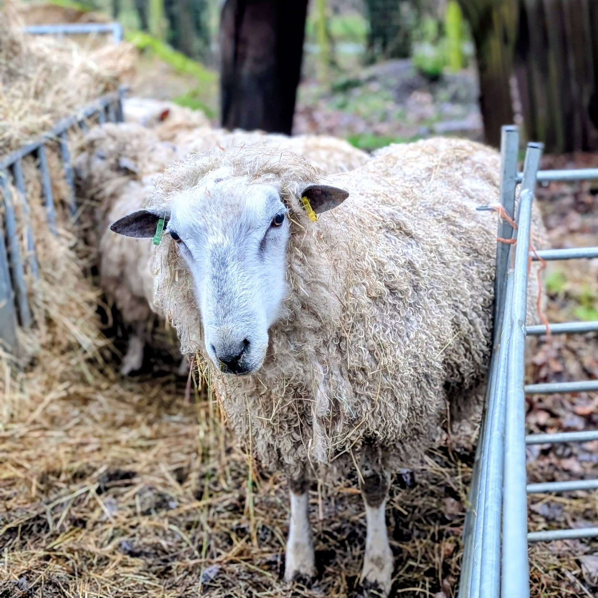 Happy 1st of February. I can't believe we're into the second month of 2026! And it's great to be going out at 4 to feed the sheep and bring in the horses and and it's still light when I've finished, even on a grey and very wet day like today. A month ago we needed to be done by 4! Despite the weather our rare breed Leicester Longwool ram, Donk on the left and Lazy Boy on the right who sports his own yarn label were in photogenic mood today.
#leicesterlongwool #rarebreed #rarebreedsheep #longerdays #hobbyfarm