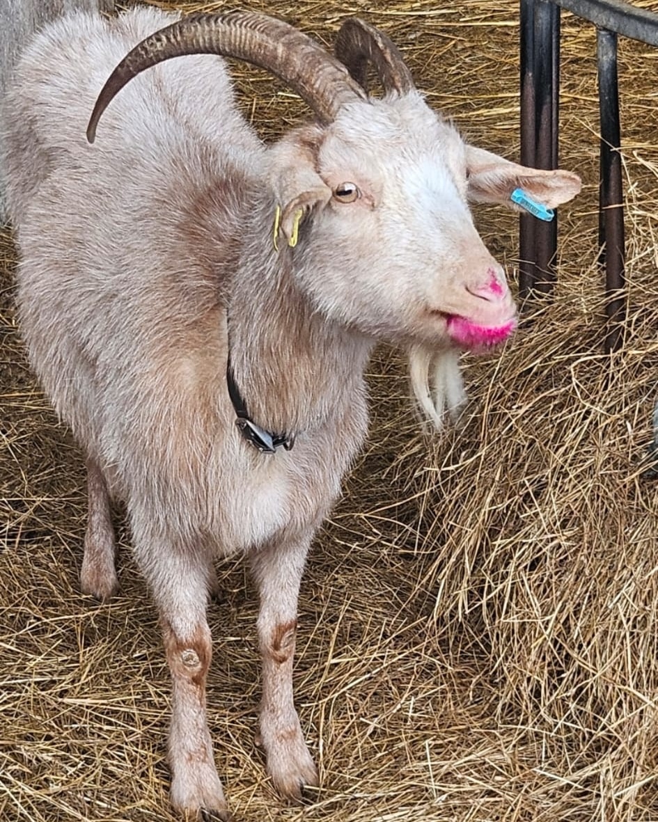 Feeling cute #goatgetreadywithme