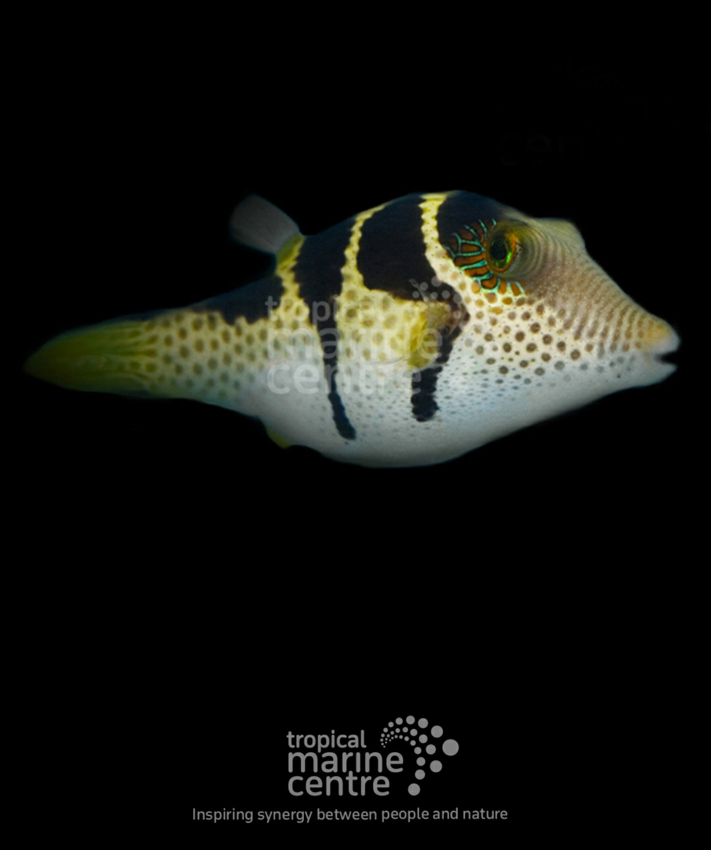 #tropicmarintanks
Very nice shot from @tropicalmarinecentre 😍
You use our products and want to get reposted? Tag your post with #tropicmarintanks.
#tropicmarintanks #tropicmarin #tropic_marin
#eatsleepreef #allmymoneygoestocoral #reefporn #coralporn #reefaholics #aquarium #saltwateraquarium #nanoreef #reeftanks #euroreefers #reef2reef #reefers4reefers #vitaminsea #seafari
@tropicmarinusa @tropic_marin_br @tropic_marinarg @tropicmarinperu @aquarium_planet_cr @scireef @aqua.united.gmbh