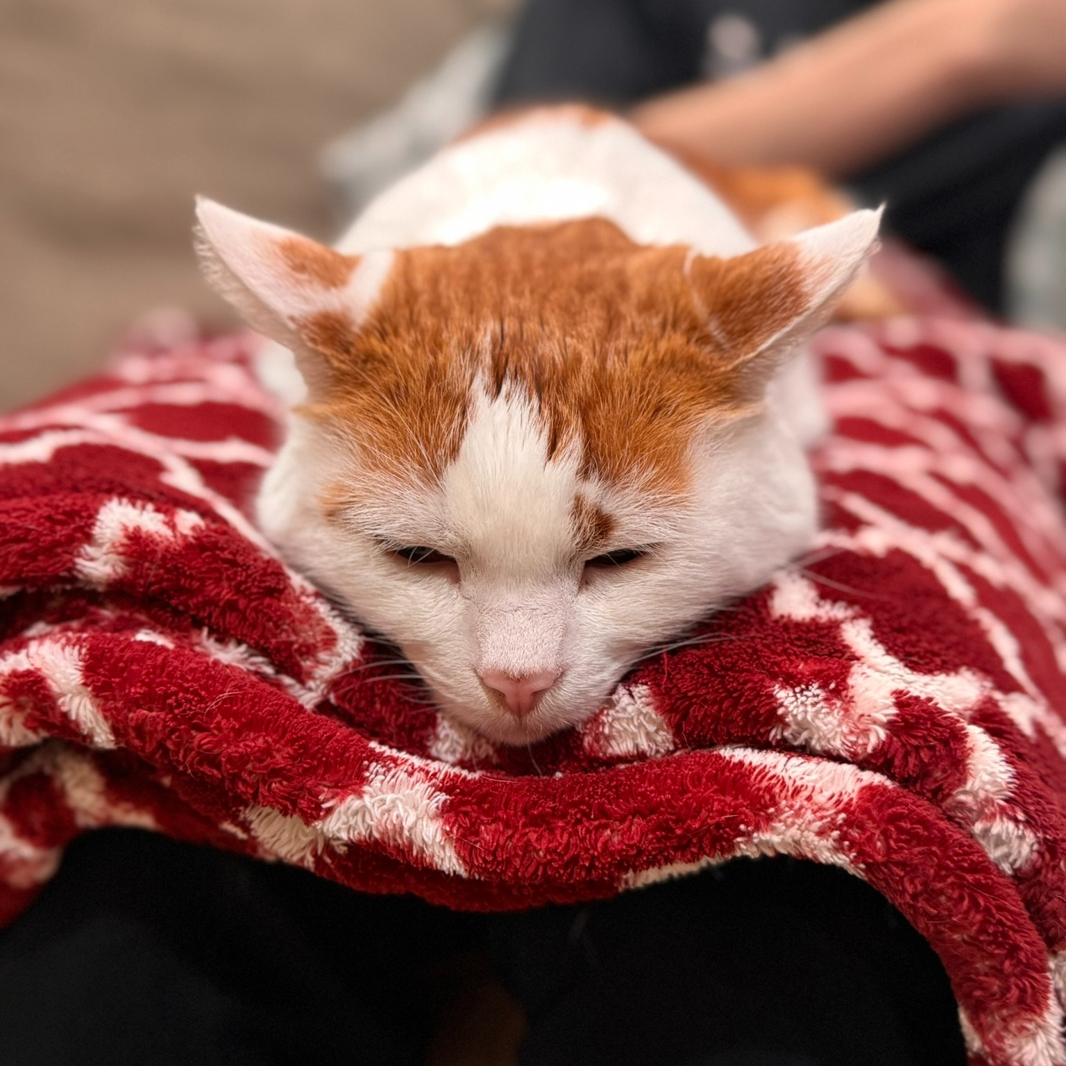 Cat trust isn’t rushed—it’s earned. Little by little, day by day. 🧡🤍
So when he finally decides his boy's legs are the safest place to fall asleep? That’s not just cute… that’s a reward. 😴🐾
#CatTrust #CatLove #SleepyCat #CatNap #CatCuddles #FurryFriend #OrangeAndWhiteCat