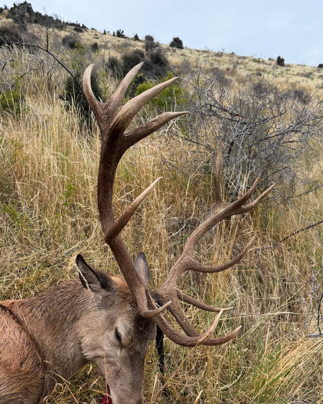 A lucky hunters early season free range Otago red stag.We still have a few late season hunts available August, September get in touch to plan your hunt of a lifetime. #newzealand #newzealandhunting #freerangehunting #hunters #redstag #redstaghunting #redstaghuntingnewzealand #redstaghuntingnz